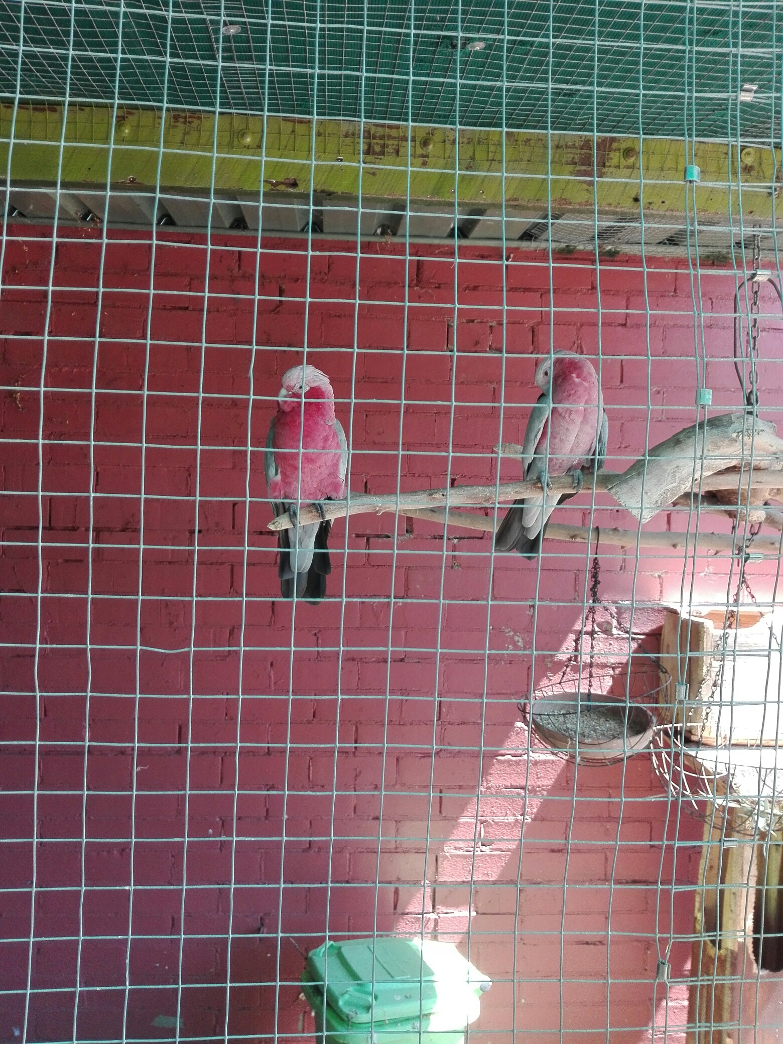 Cockatoo