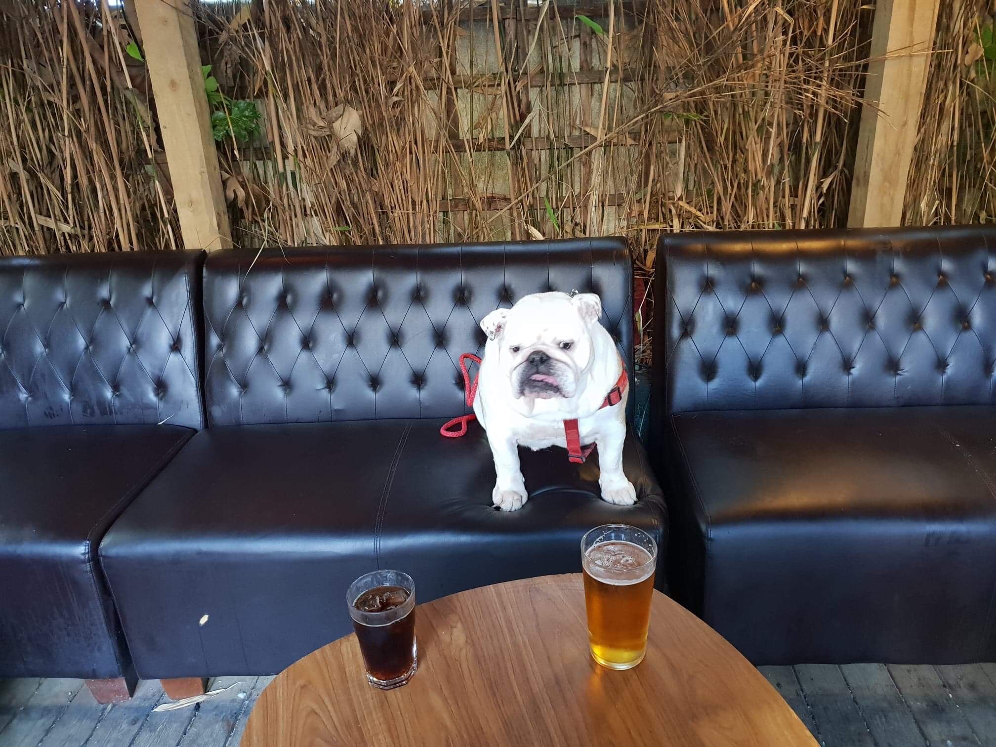 Collectibulldogs special wedding bells getting married 9 Married