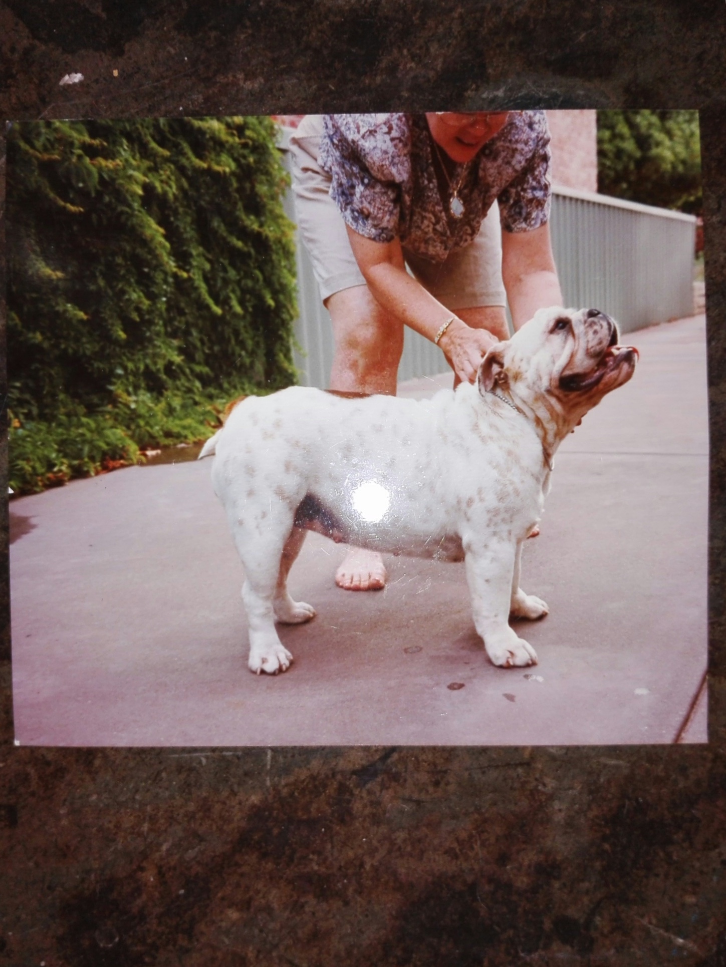 love Bulldogs Collectibulldogs guest post 7 Love bulldogs