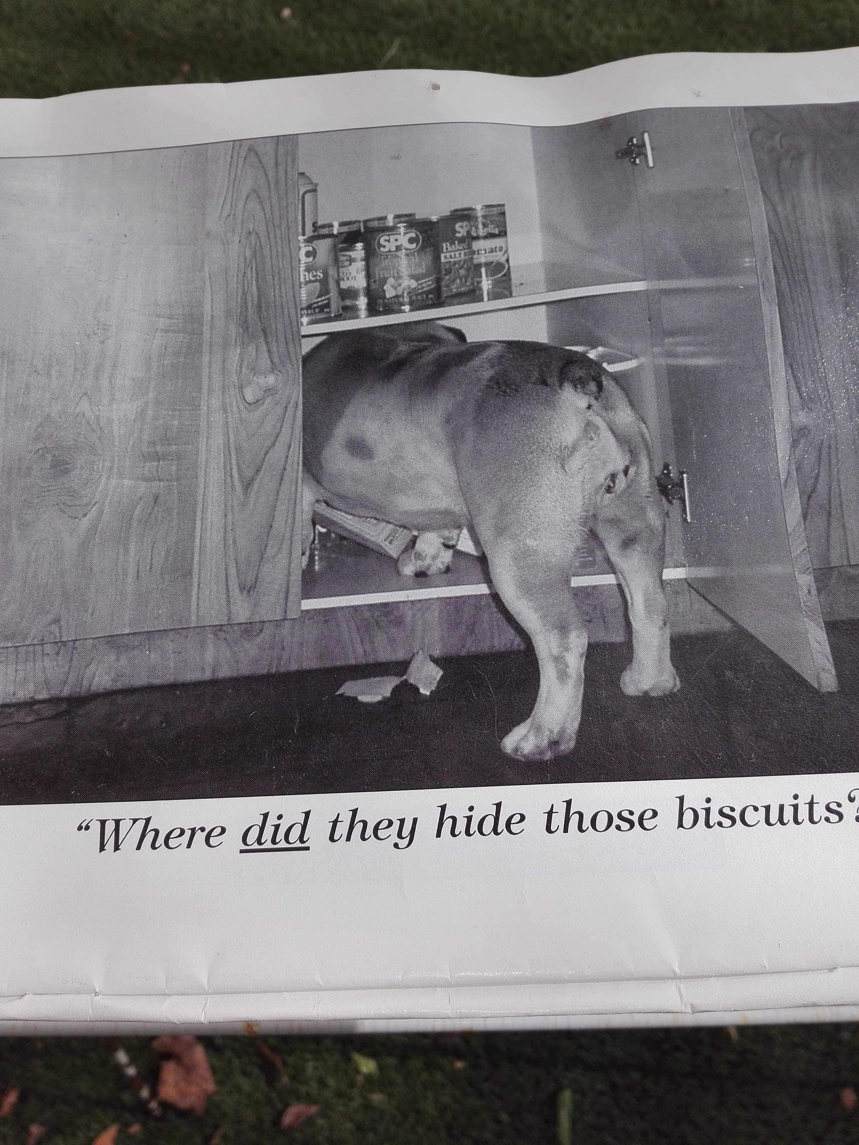Our first British bulldog guest post story 8 Love bulldogs