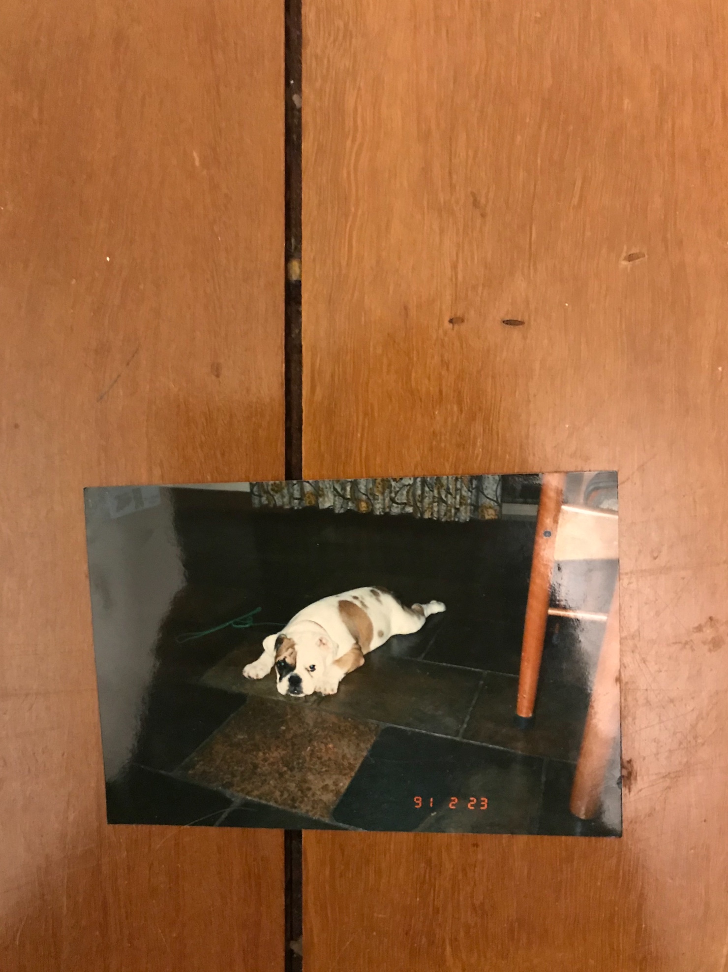 Our first British bulldog guest post story 7 British Bulldog