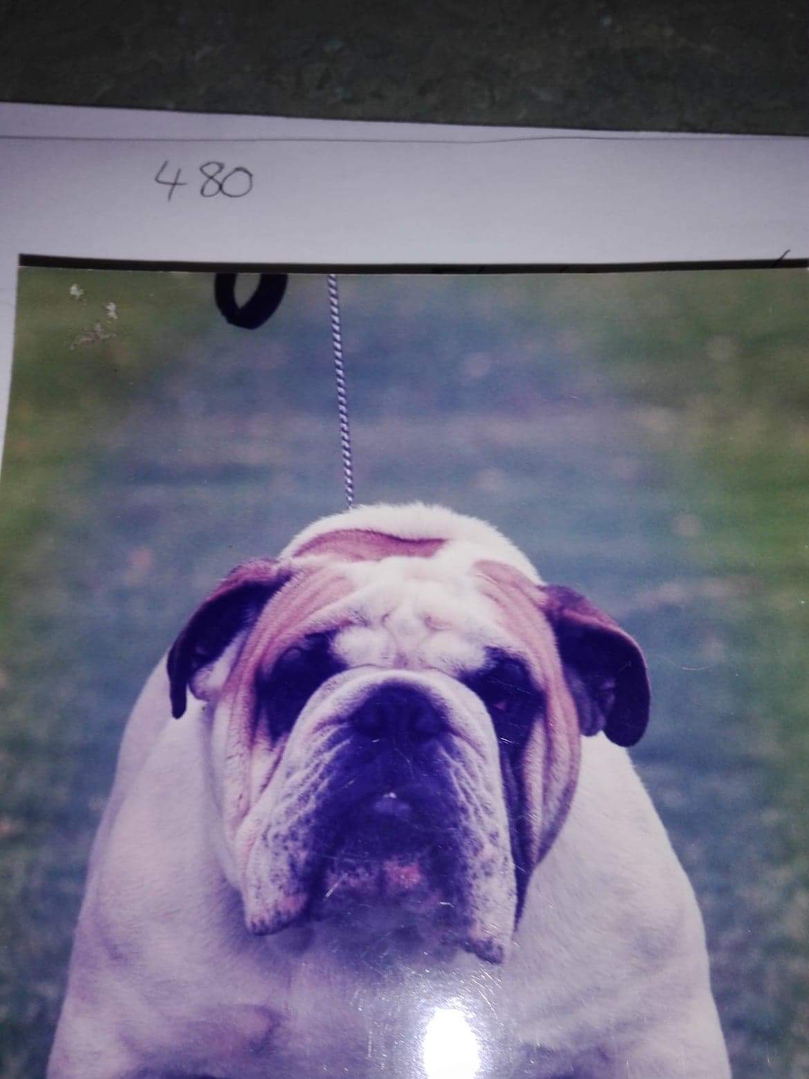 love Bulldogs Collectibulldogs guest post 8 Love bulldogs