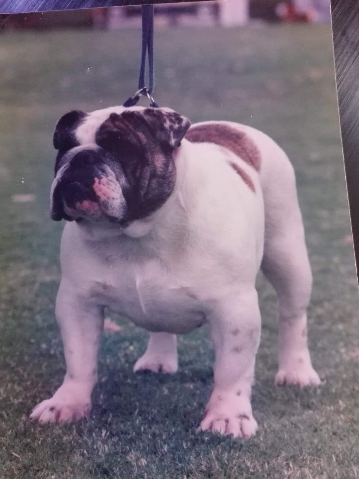 love Bulldogs Collectibulldogs guest post 6 Love bulldogs