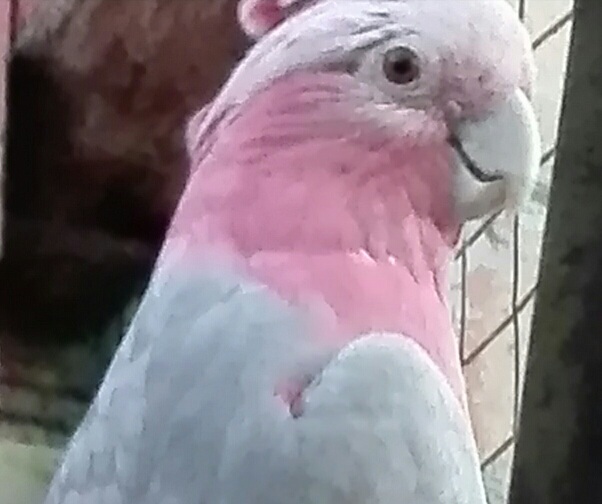 Bulldog collection creates cockatoo love