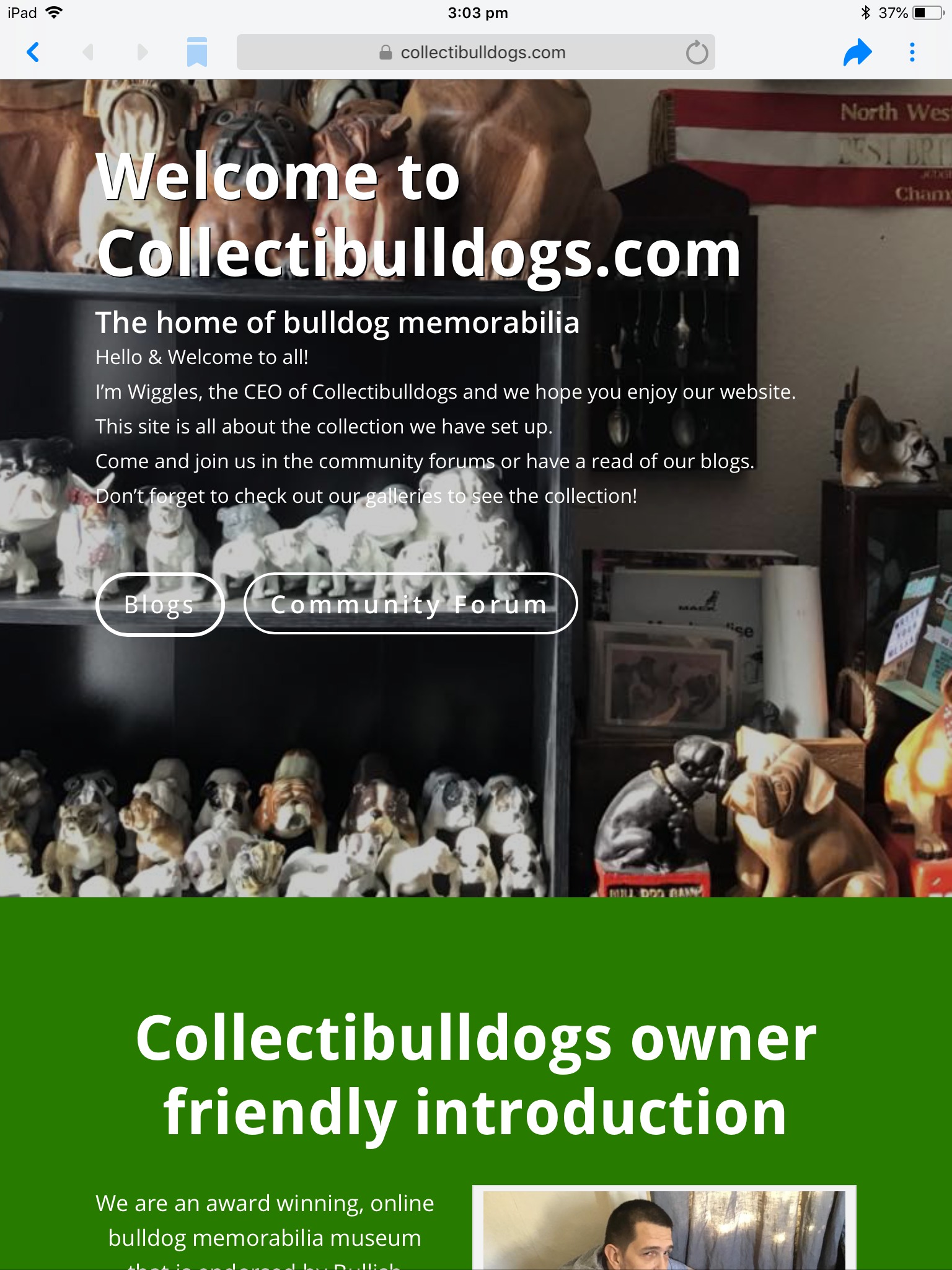 Collectibulldogs our Blog Questions Answered 9 Blog