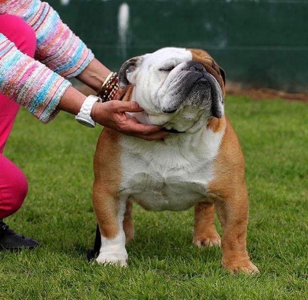 Bulldogs Run Bulldogs Run
