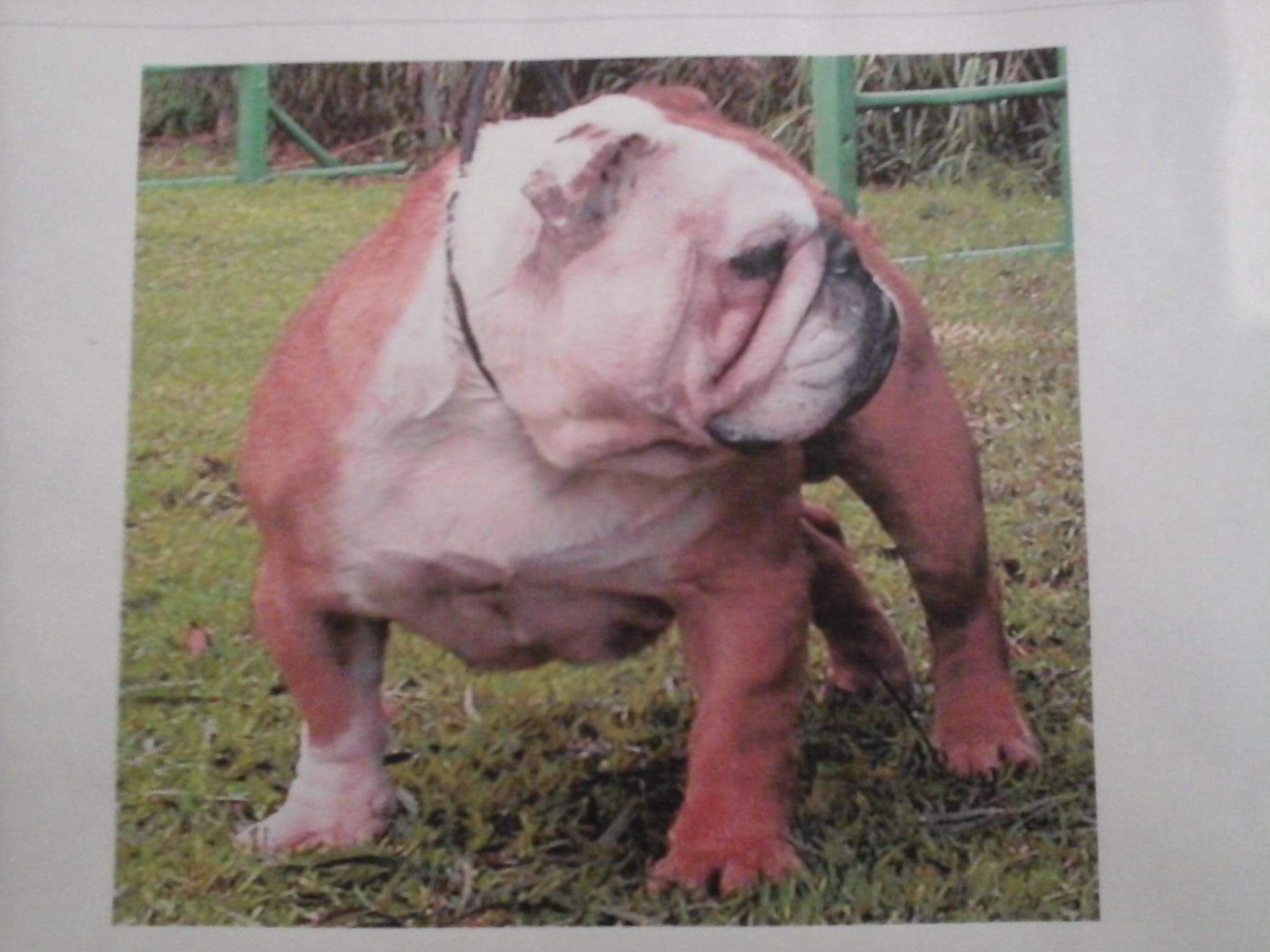 Bulldogs run Bulldogs run