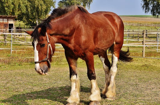 Hay ! Are you ready to get a horse yay or nay 4 Horse