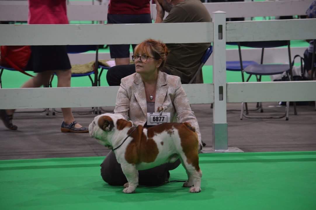 Collectibulldogs.com Collectibulldogs.com