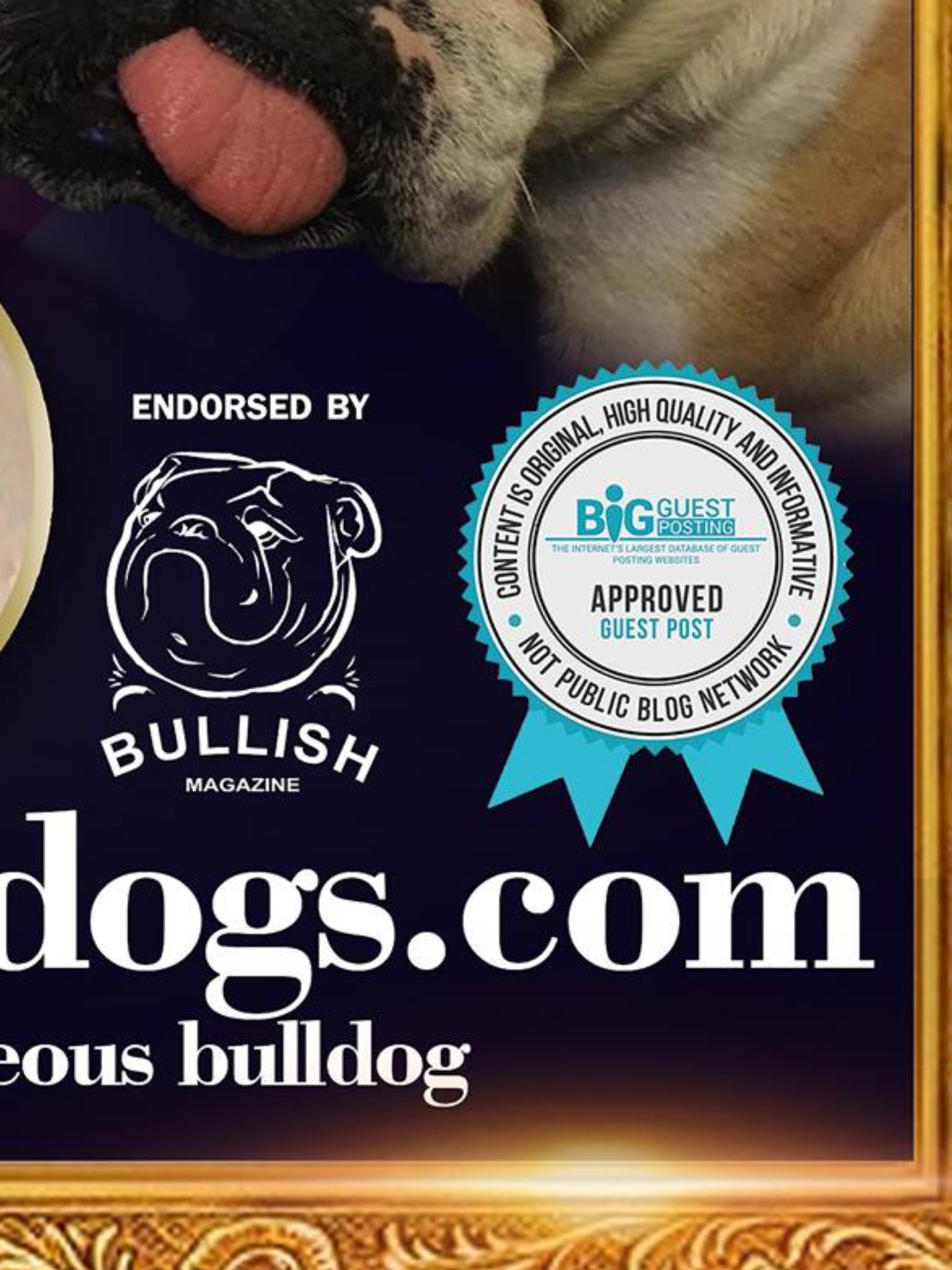 Collectibulldogs our Blog Questions Answered 8 Blog