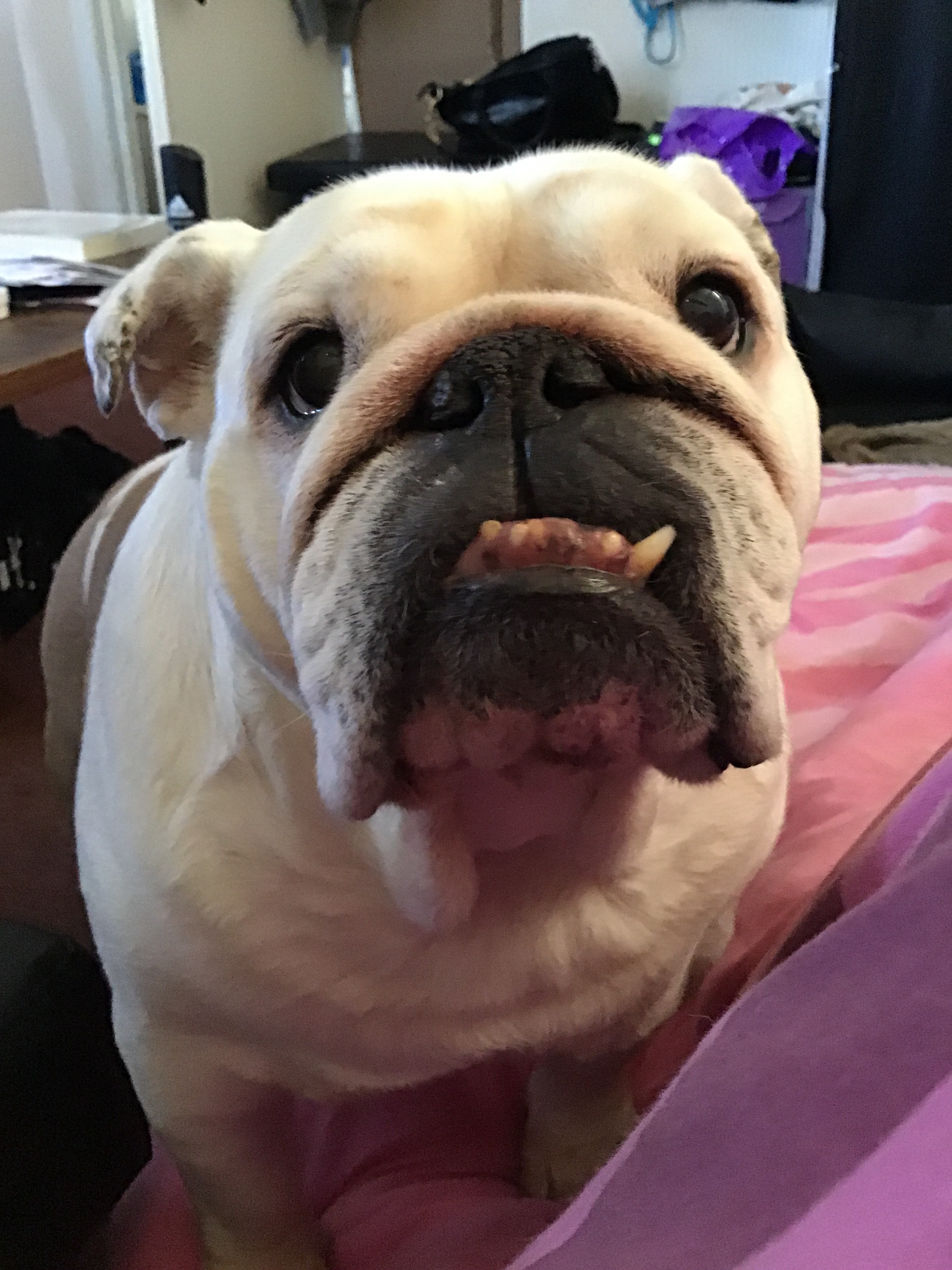 Collectibulldogs our Blog Questions Answered 12 Blog
