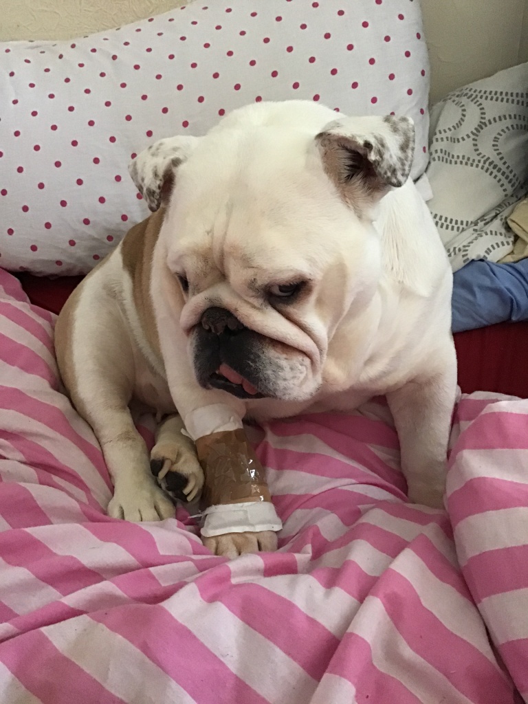 Poor old wiggles poor old pops yep again ! 5 Poorly wiggles poorly me