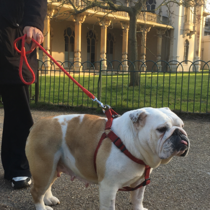 Harry Redknapp Loves his Bulldogs