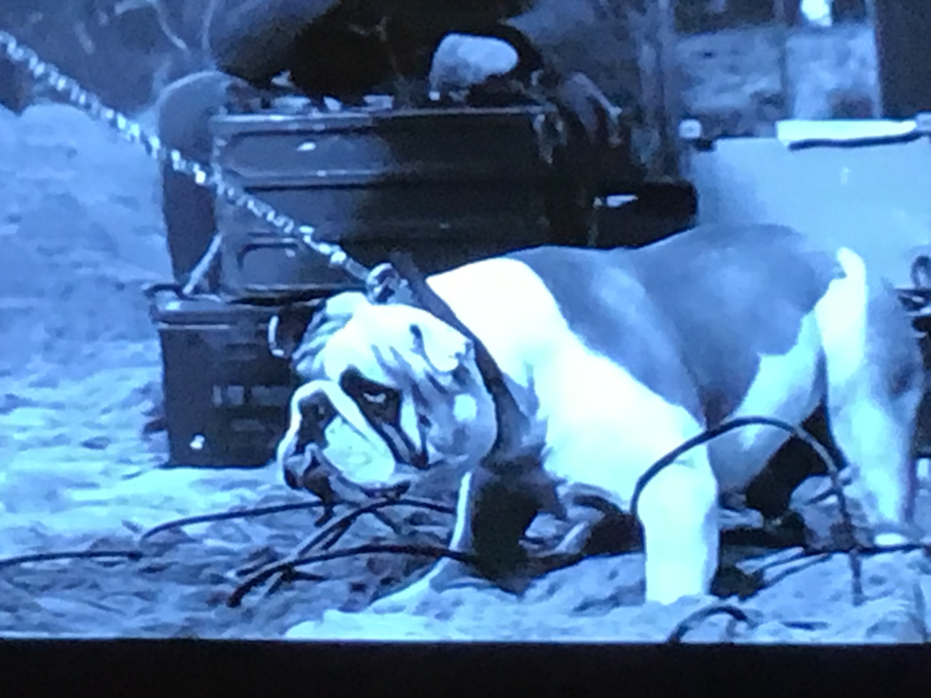 The longest day bulldogs on the beaches 6 Longest day