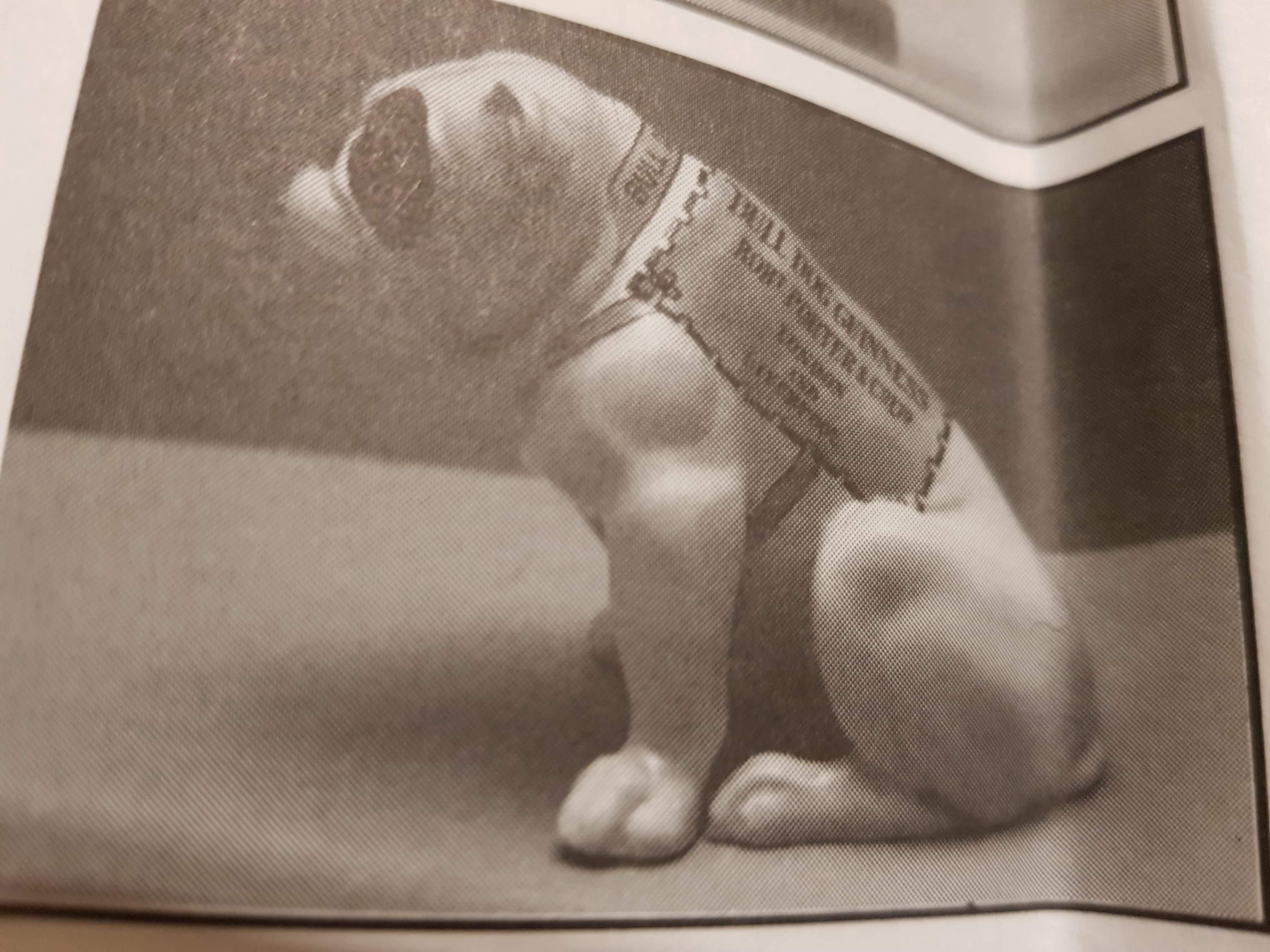 Royal Doulton Bulldog advertising 10 Royal Doulton Bulldog advertising