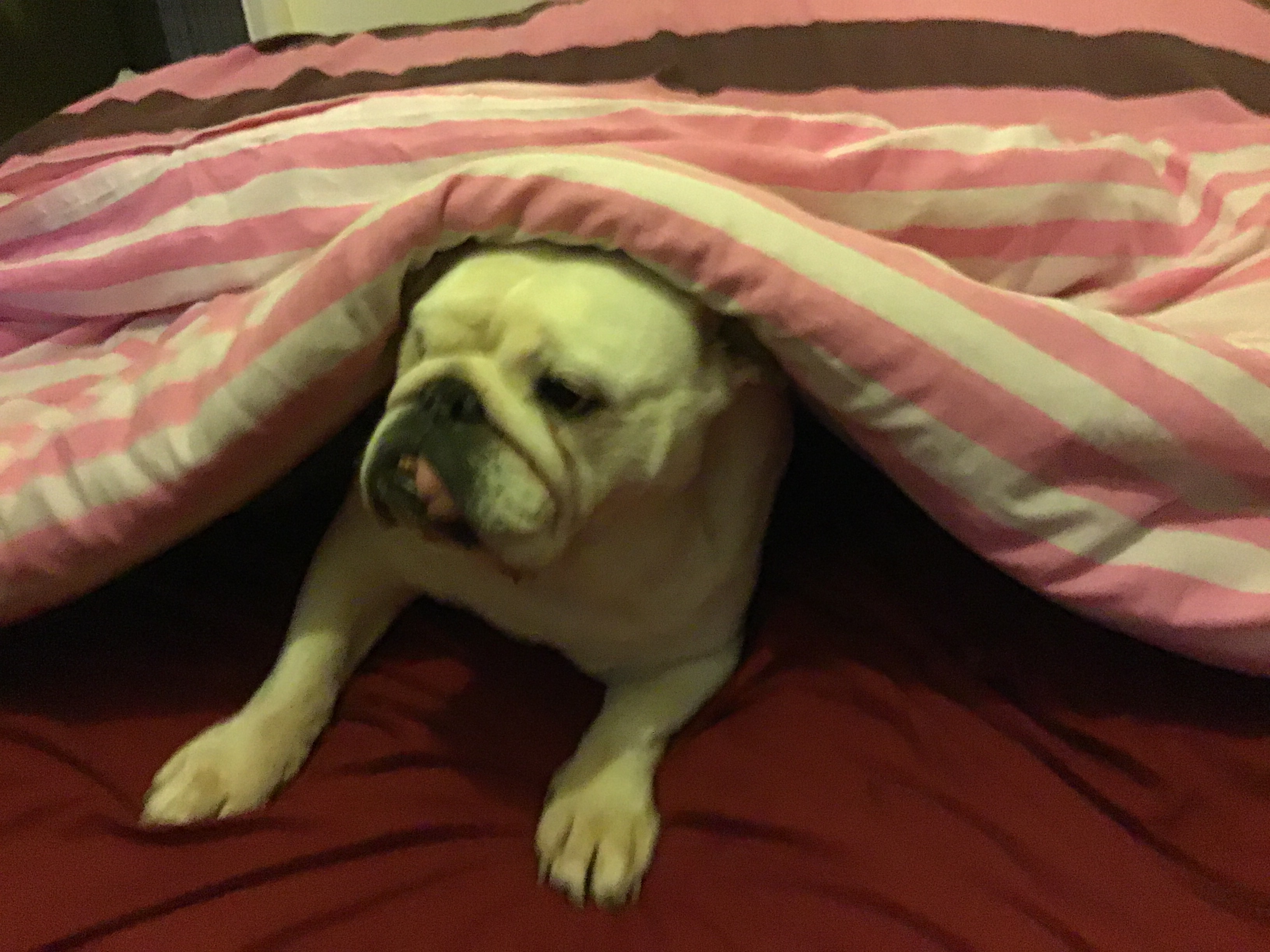 Kitten proofing the Collectibulldogs collection 7 Kitten