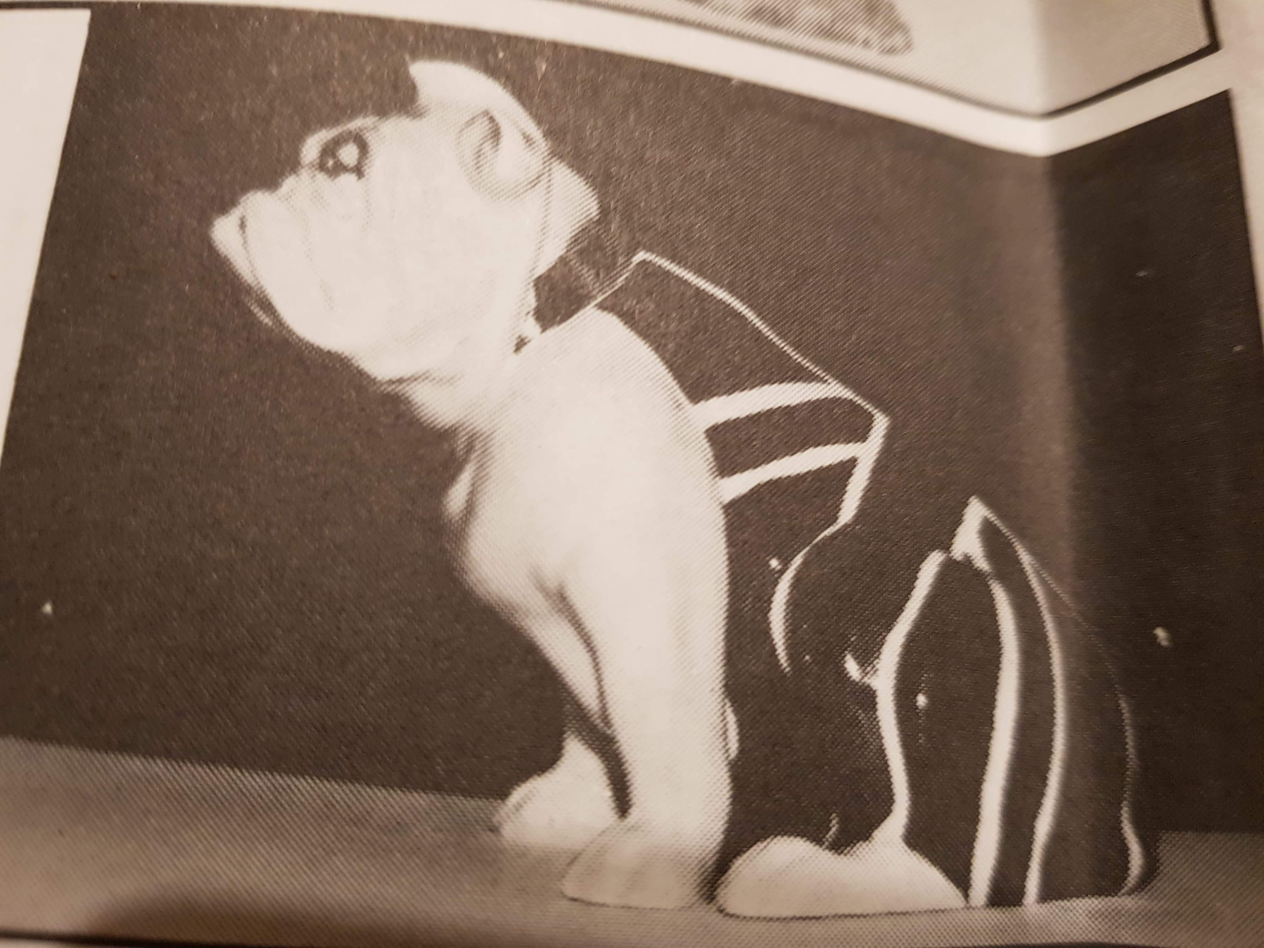 Royal Doulton Bulldog advertising 