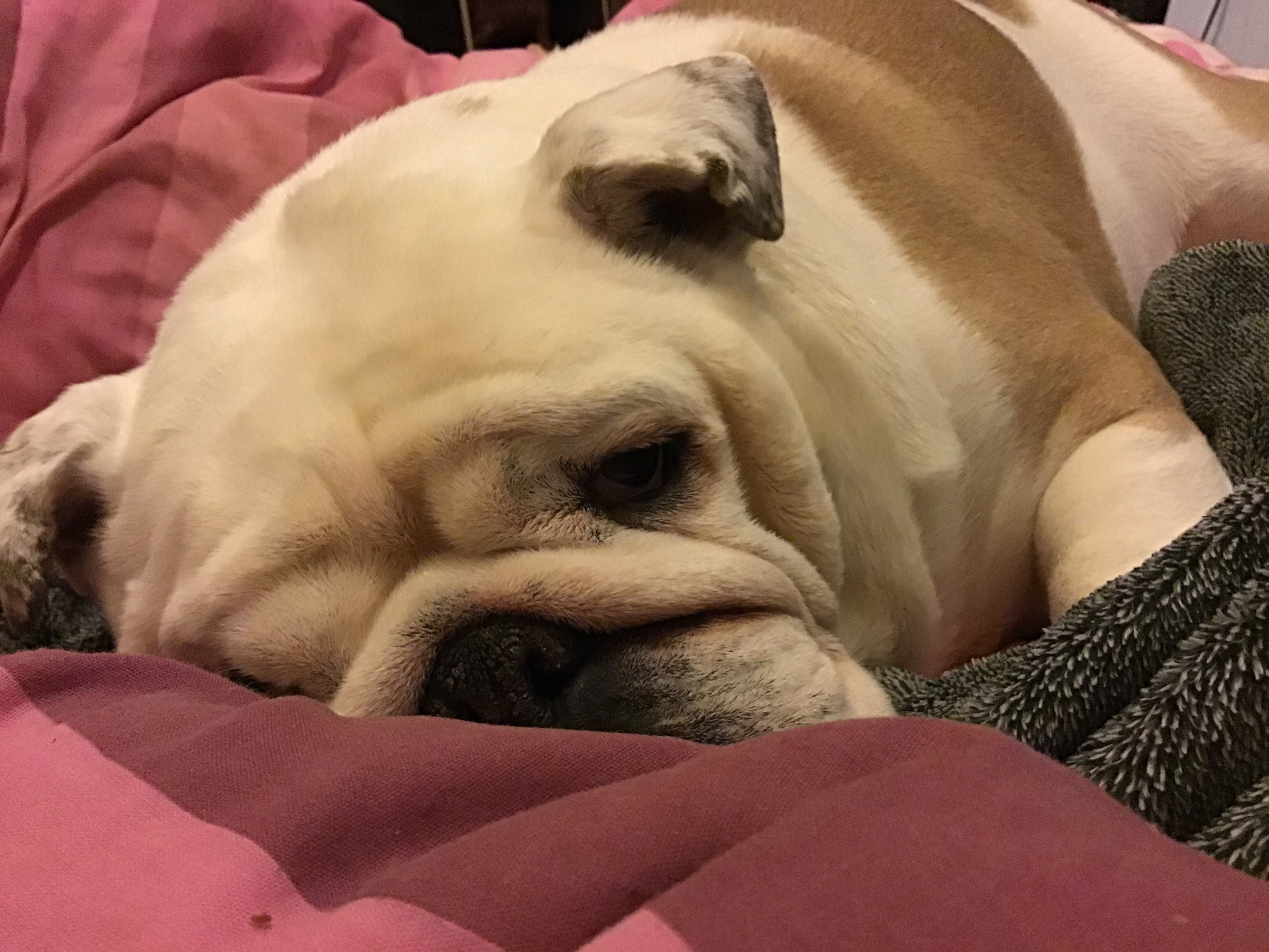 Wiggles update and where’s everyone gone ? 2 Wiggles update and where’s everyone gone ?Bulldog wiggles