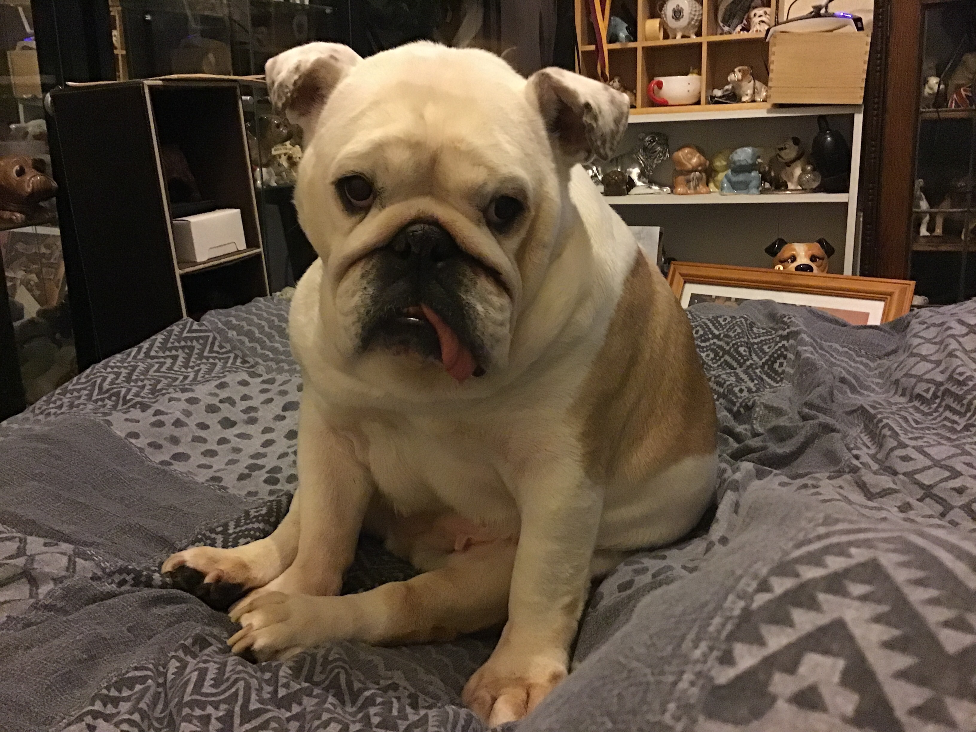 message to all our Twitter Followers 4 Collectibulldogs message to all our Twitter Followers