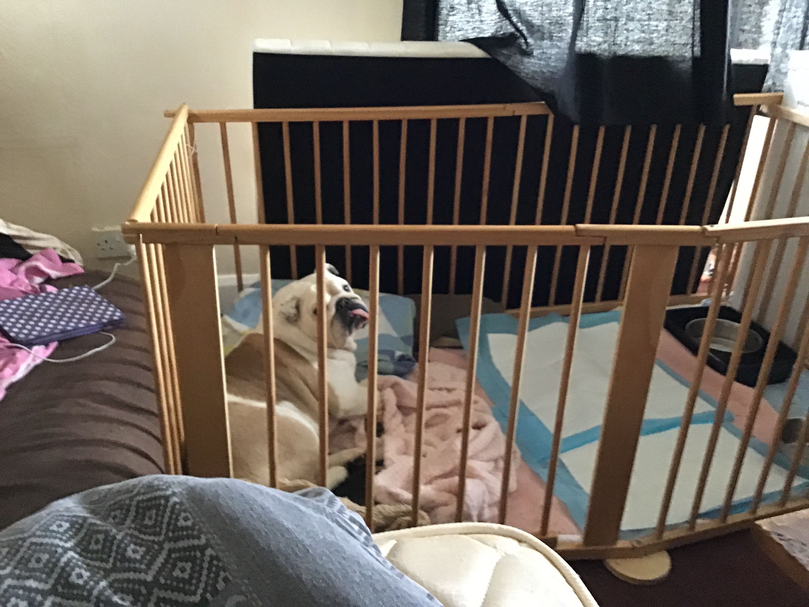 Poorly Bulldog wiggles life becomes Groundhog Day 10 Bulldog wiggles