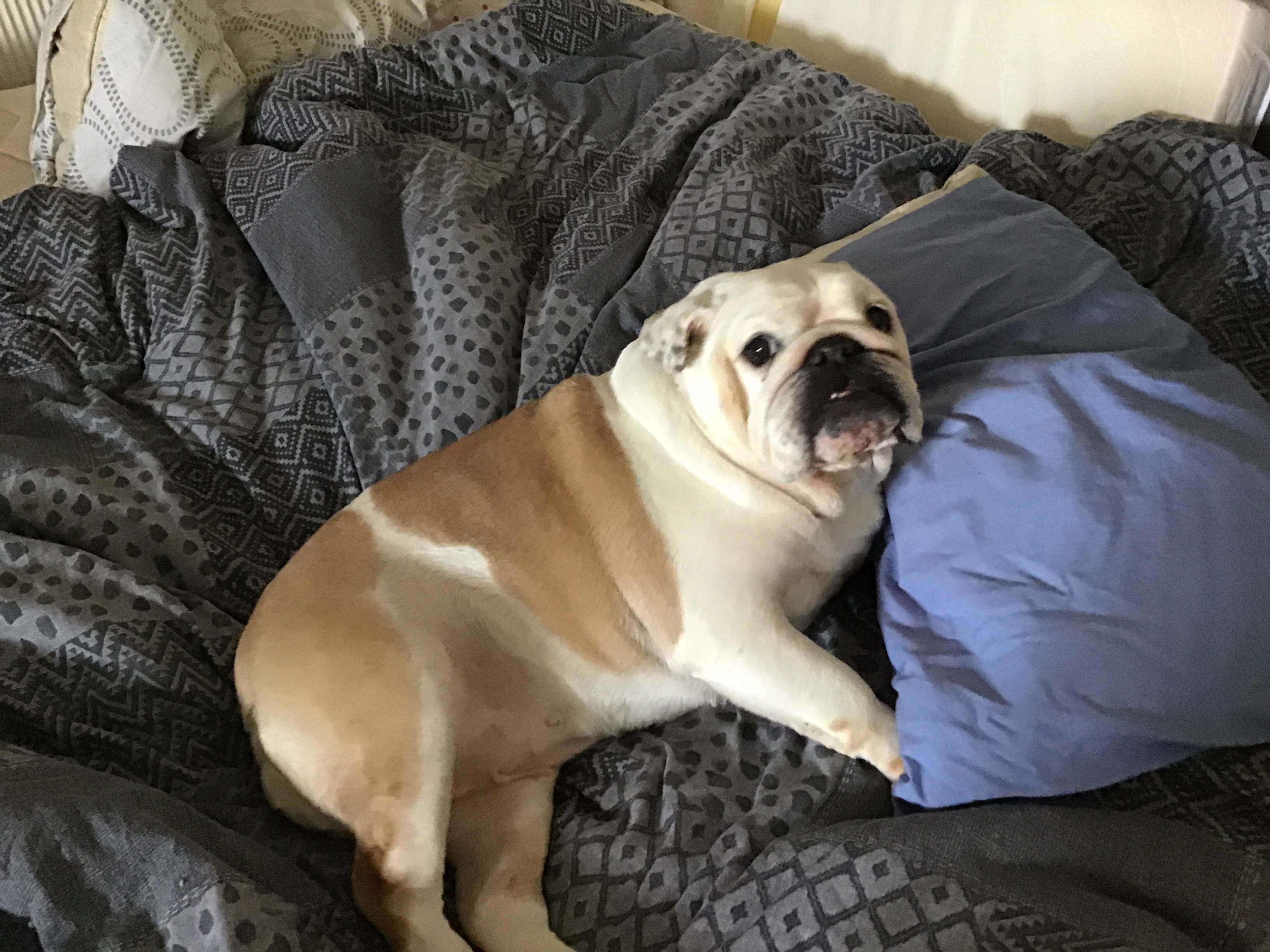 Poorly Bulldog wiggles life becomes Groundhog Day 8 Bulldog wiggles
