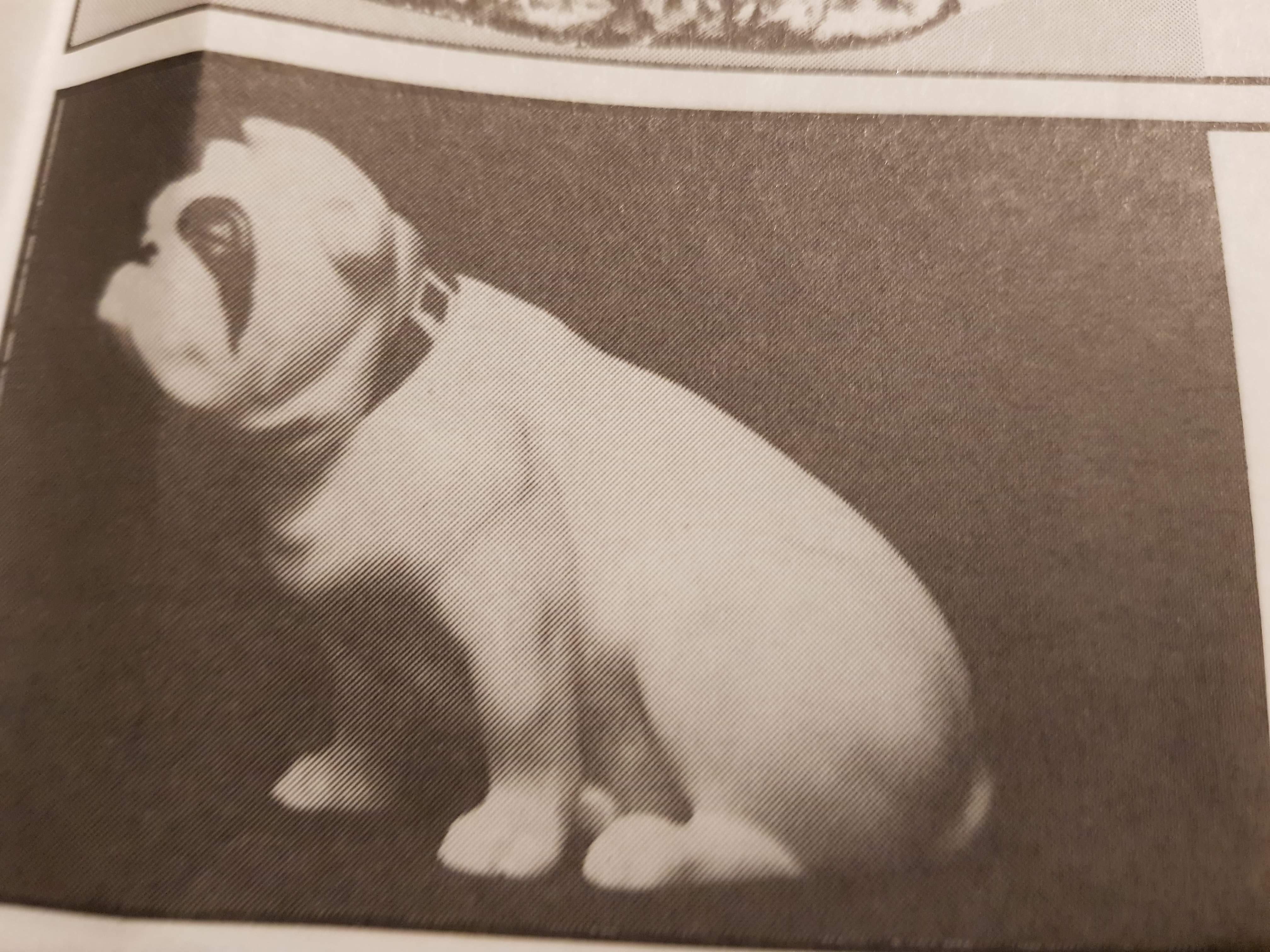 Royal Doulton Bulldog advertising 