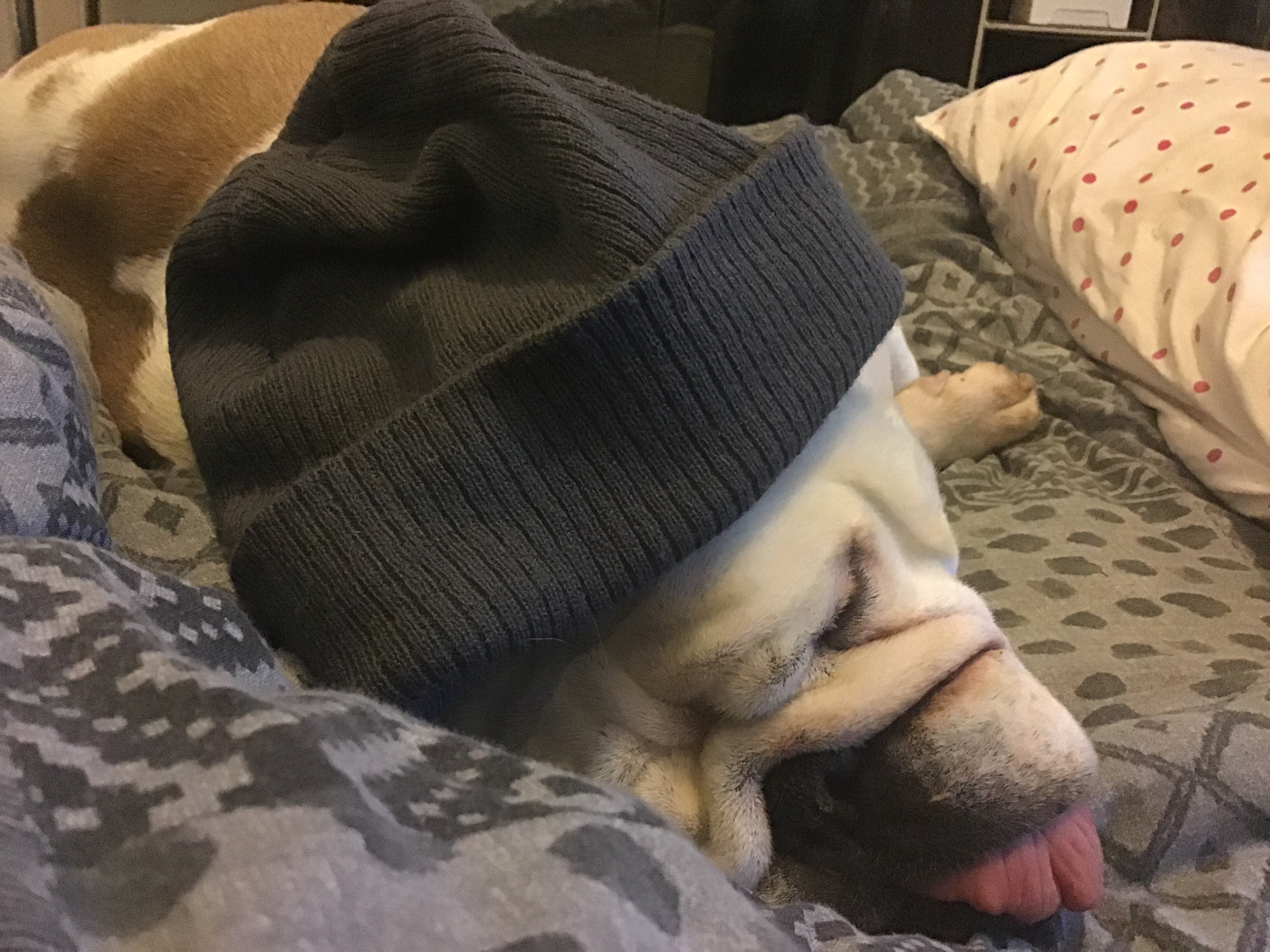 Poorly Bulldog wiggles life becomes Groundhog Day 13 Bulldog wiggles
