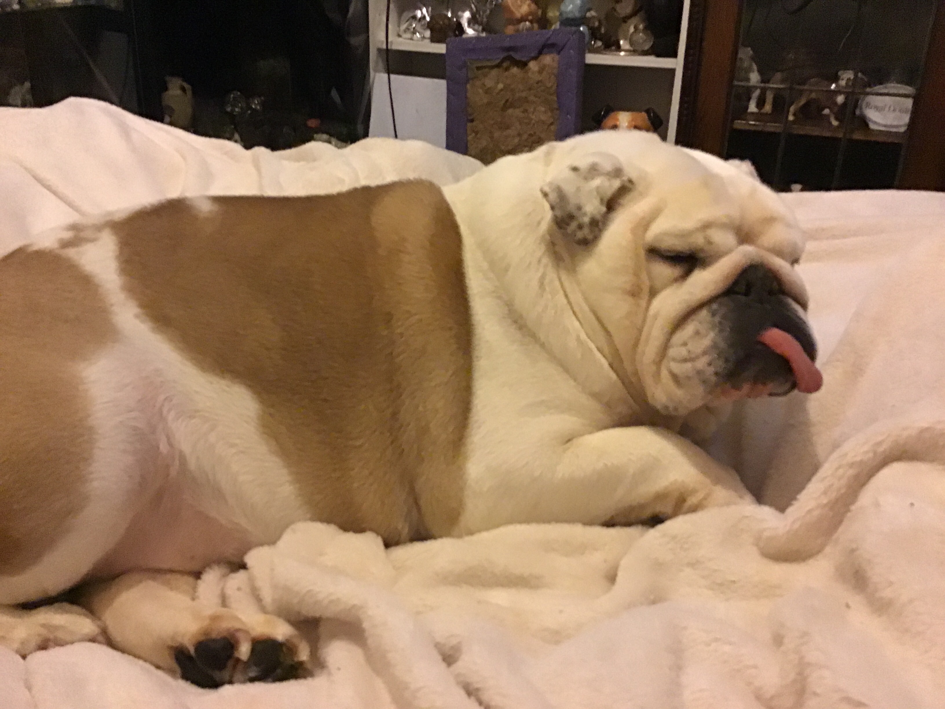 Vote Does Yours matter if you own a Bulldog 7 Your vote don’t count if you own a bulldog