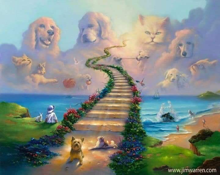 The Wiggles Bulldog Memorial Page 13 The wiggles bulldog memorial page