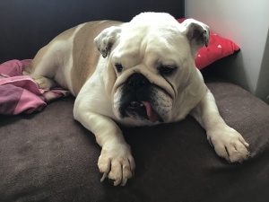 TWITTER SUSPENDS OVER A DOG POST 2022 8 TWITTER SUSPENDS US OVER A WIGGLES POST