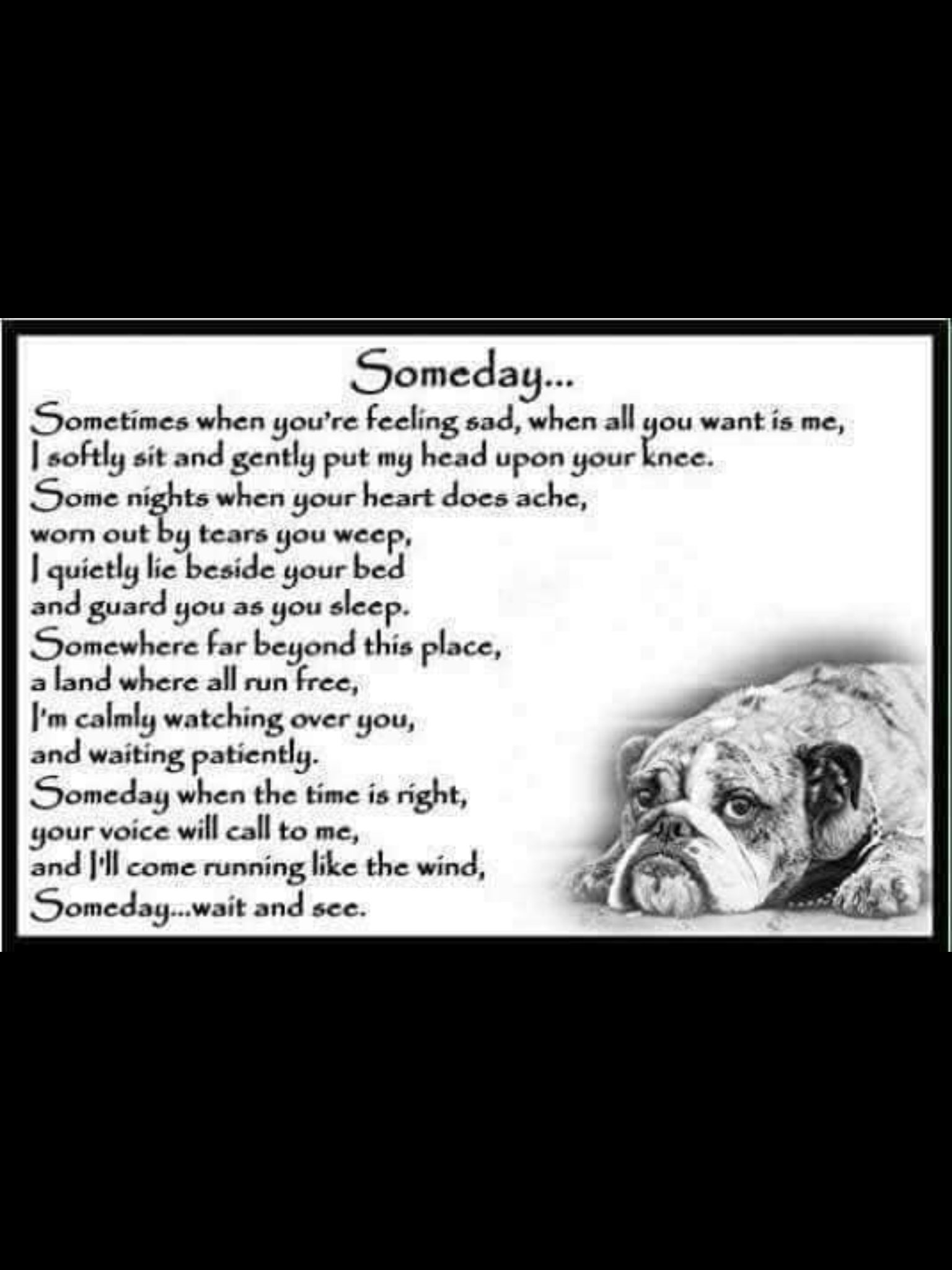 The wiggles bulldog memorial page 