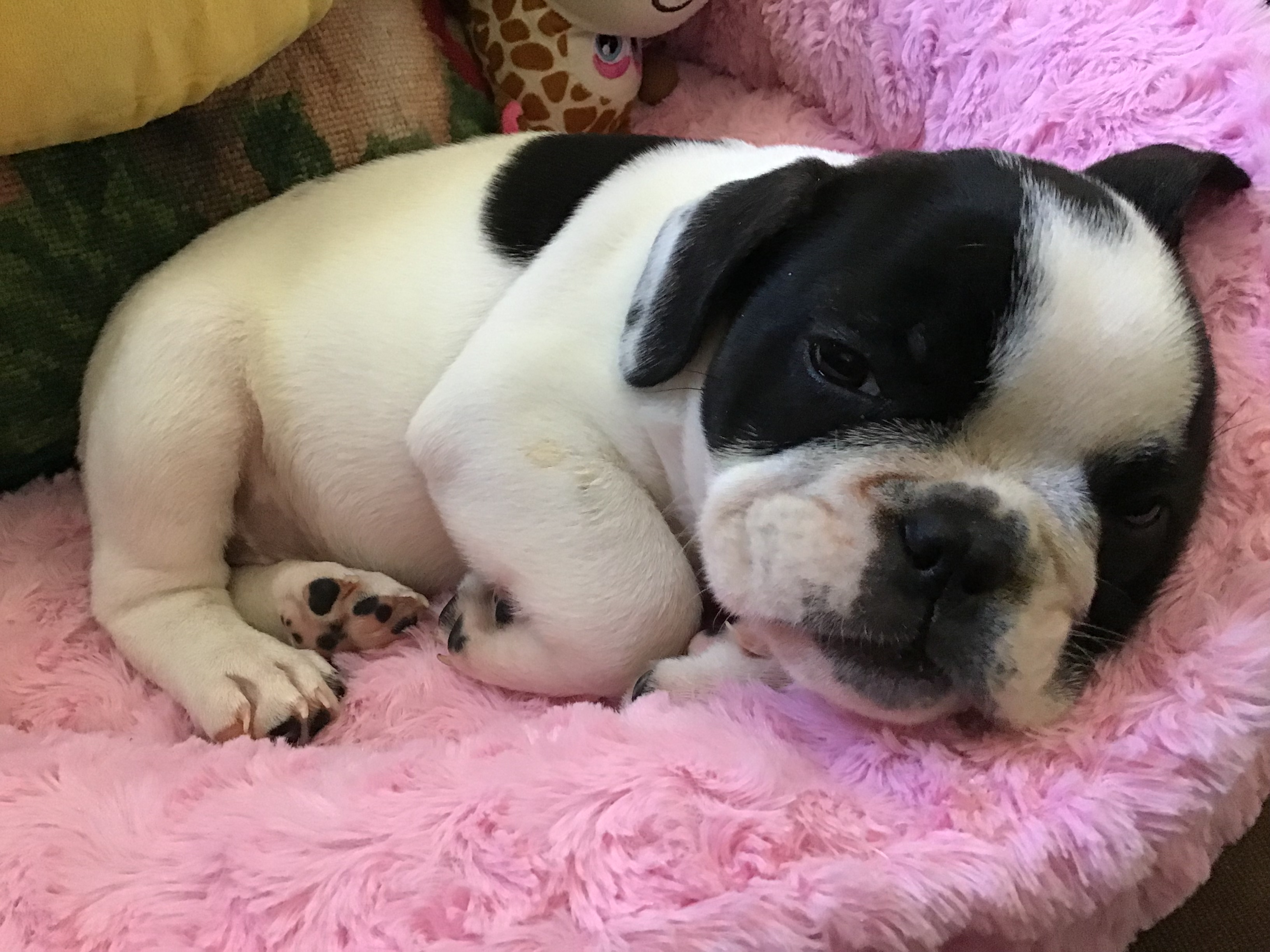 Collectibulldogs presents porscha the puppy