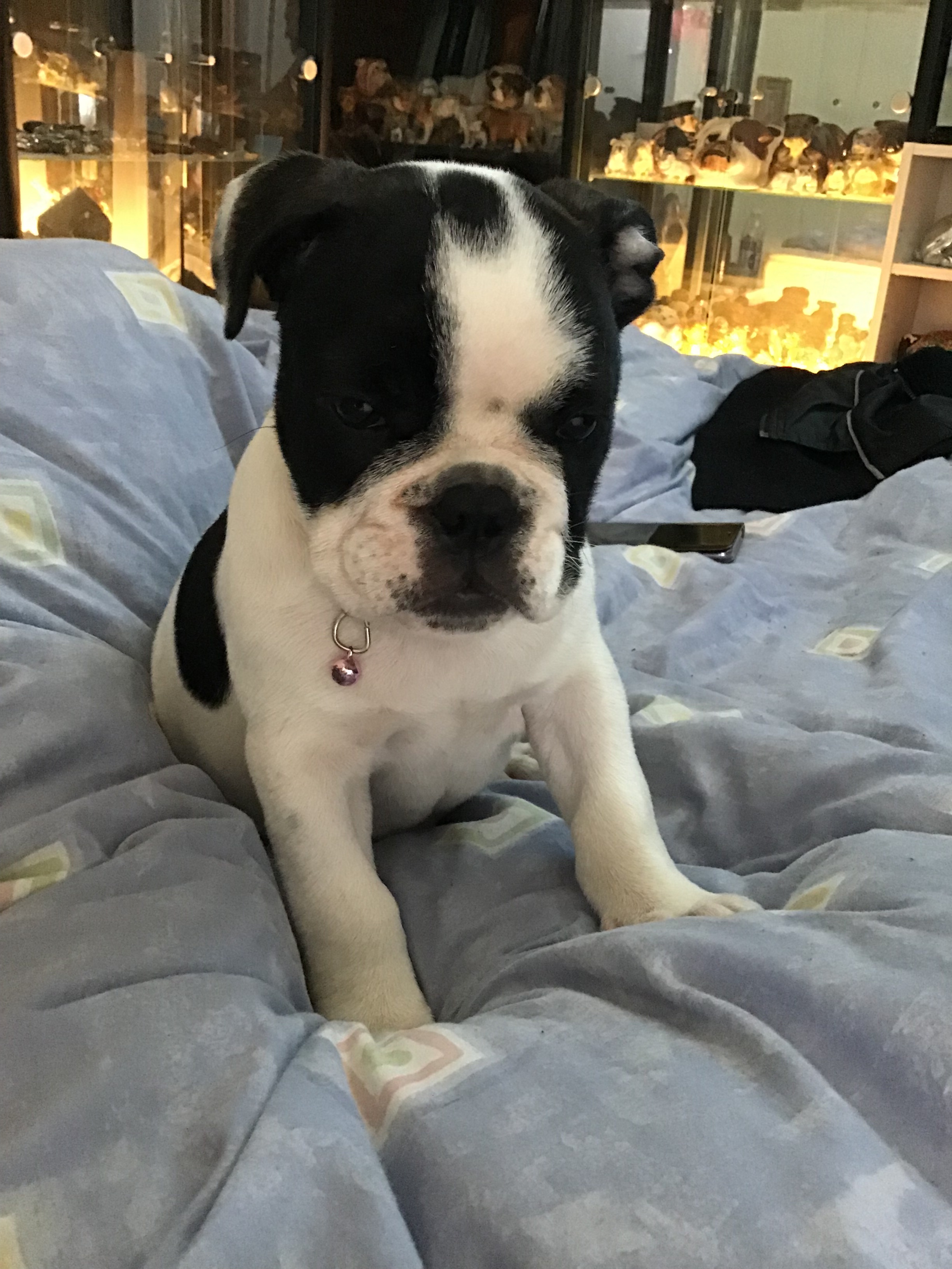 Collectibulldogs presents porscha the puppy