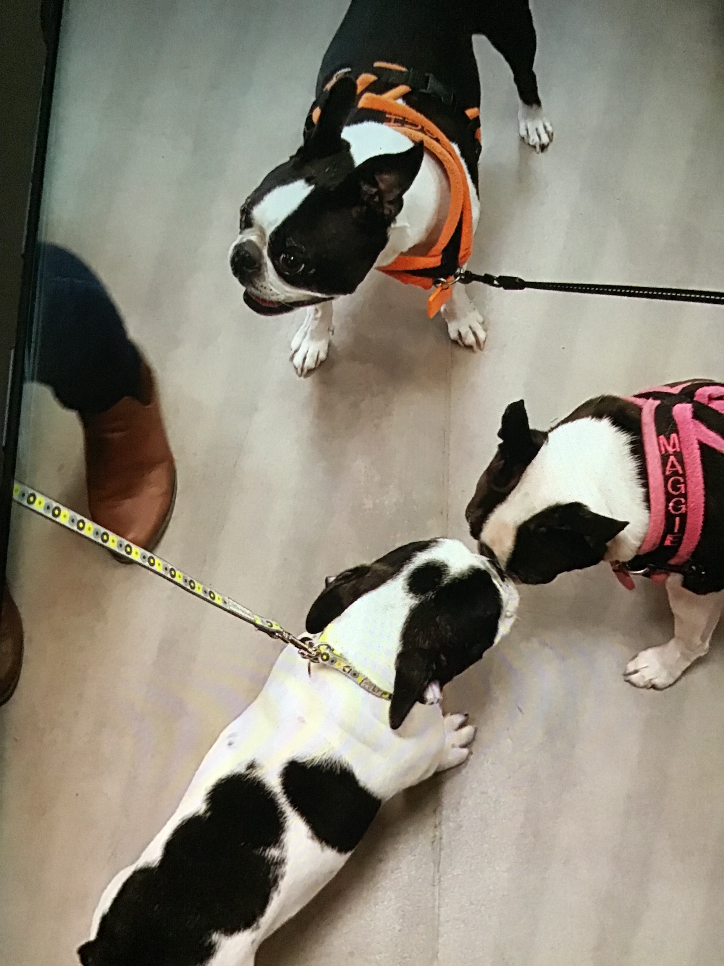 A PUPPY CALLED PORSCHA SAYS HELLO 2019 31 Collectibulldogs presents porscha the puppy