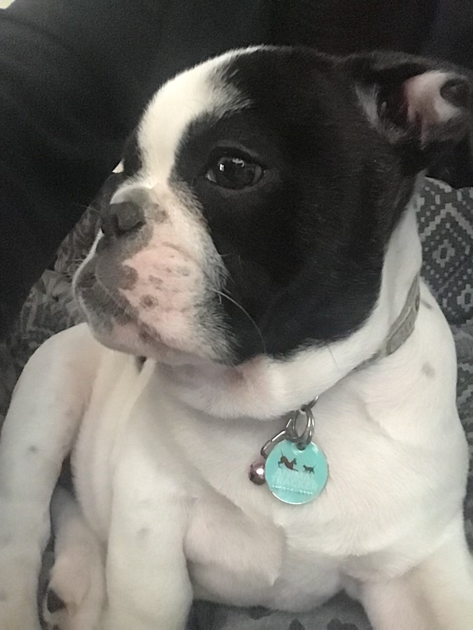 A PUPPY CALLED PORSCHA SAYS HELLO 2019 25 Collectibulldogs presents porscha the puppy