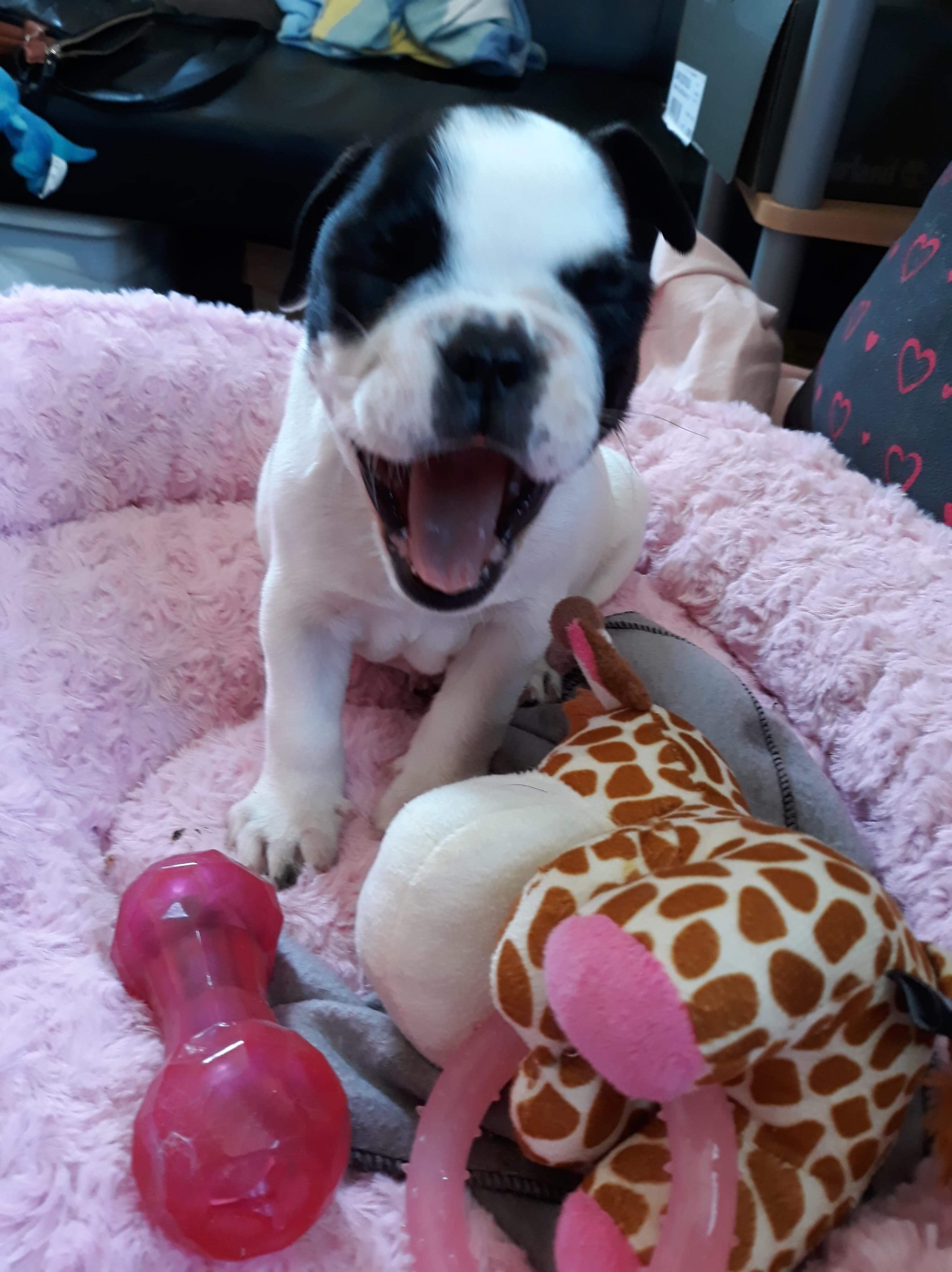 A PUPPY CALLED PORSCHA SAYS HELLO 2019 40 Collectibulldogs presents porscha the puppy