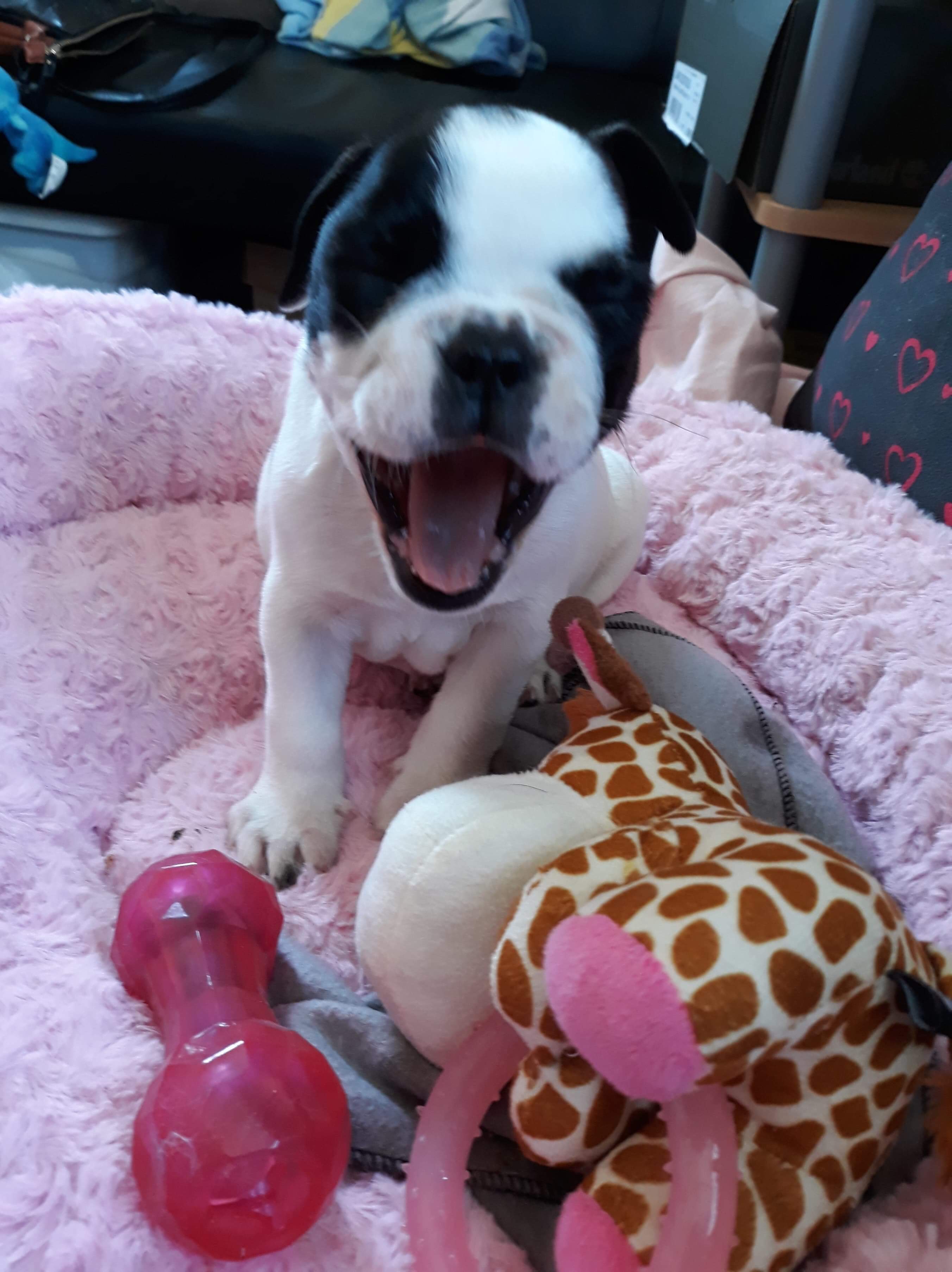 Collectibulldogs presents porscha the puppy