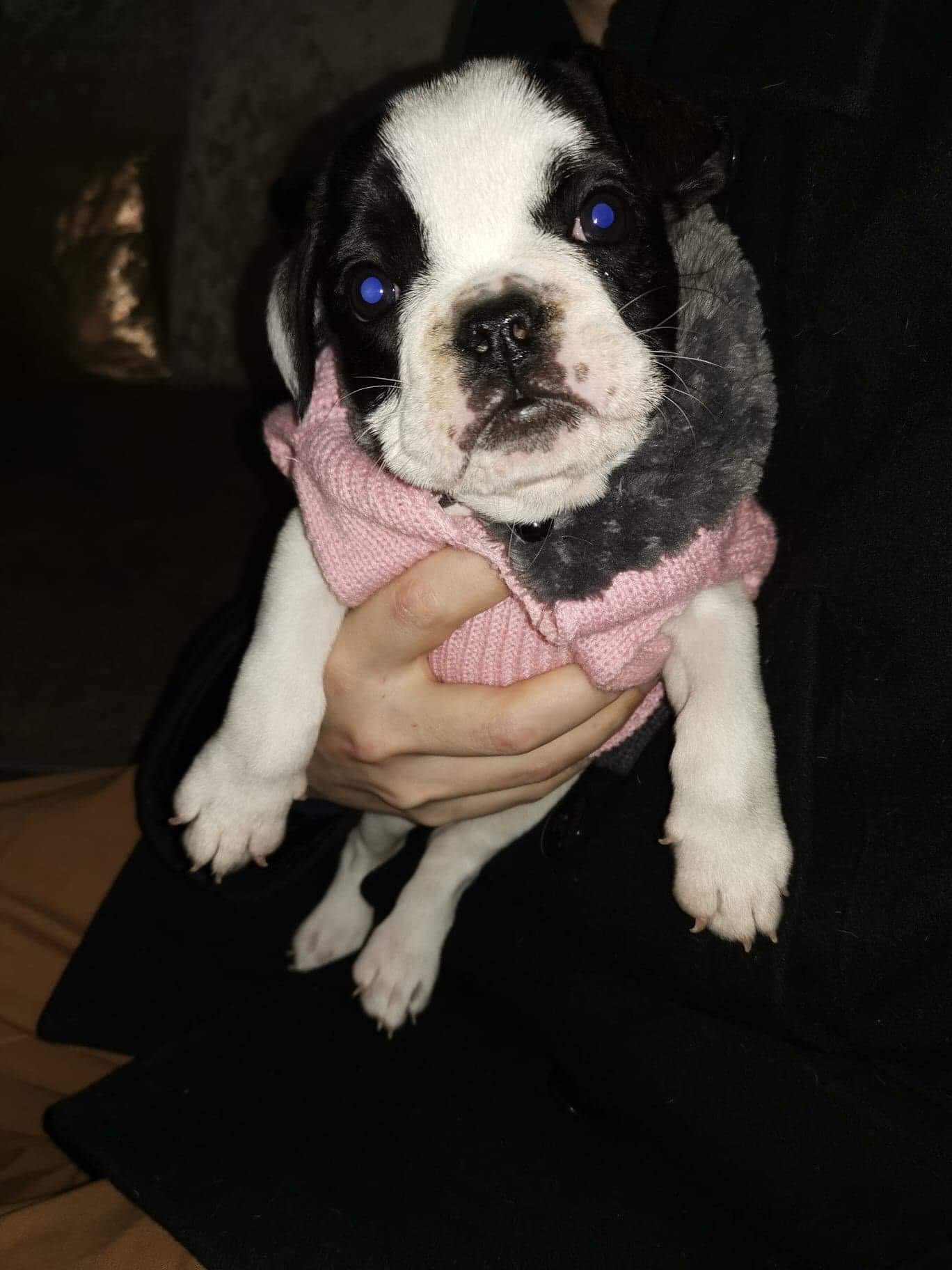 A PUPPY CALLED PORSCHA SAYS HELLO 2019 21 Collectibulldogs presents porscha the puppy