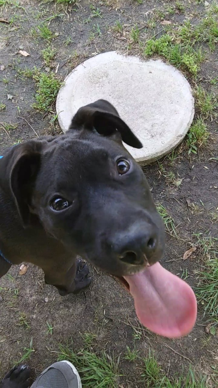 Animal shelter worker ! Could you do it ? 2022 8 Animal shelter worker ! Could you do it ?