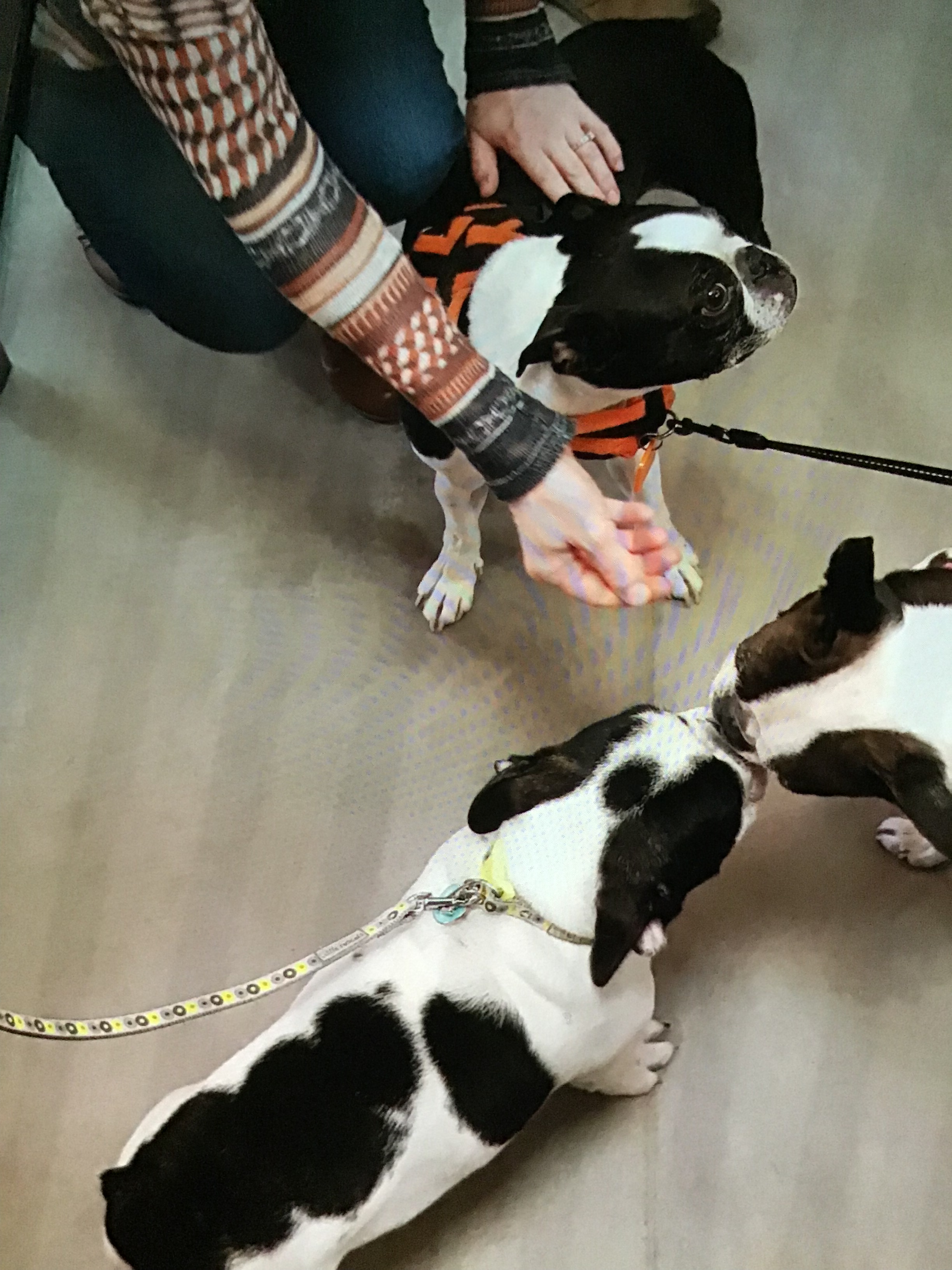 A PUPPY CALLED PORSCHA SAYS HELLO 2019 32 Collectibulldogs presents porscha the puppy