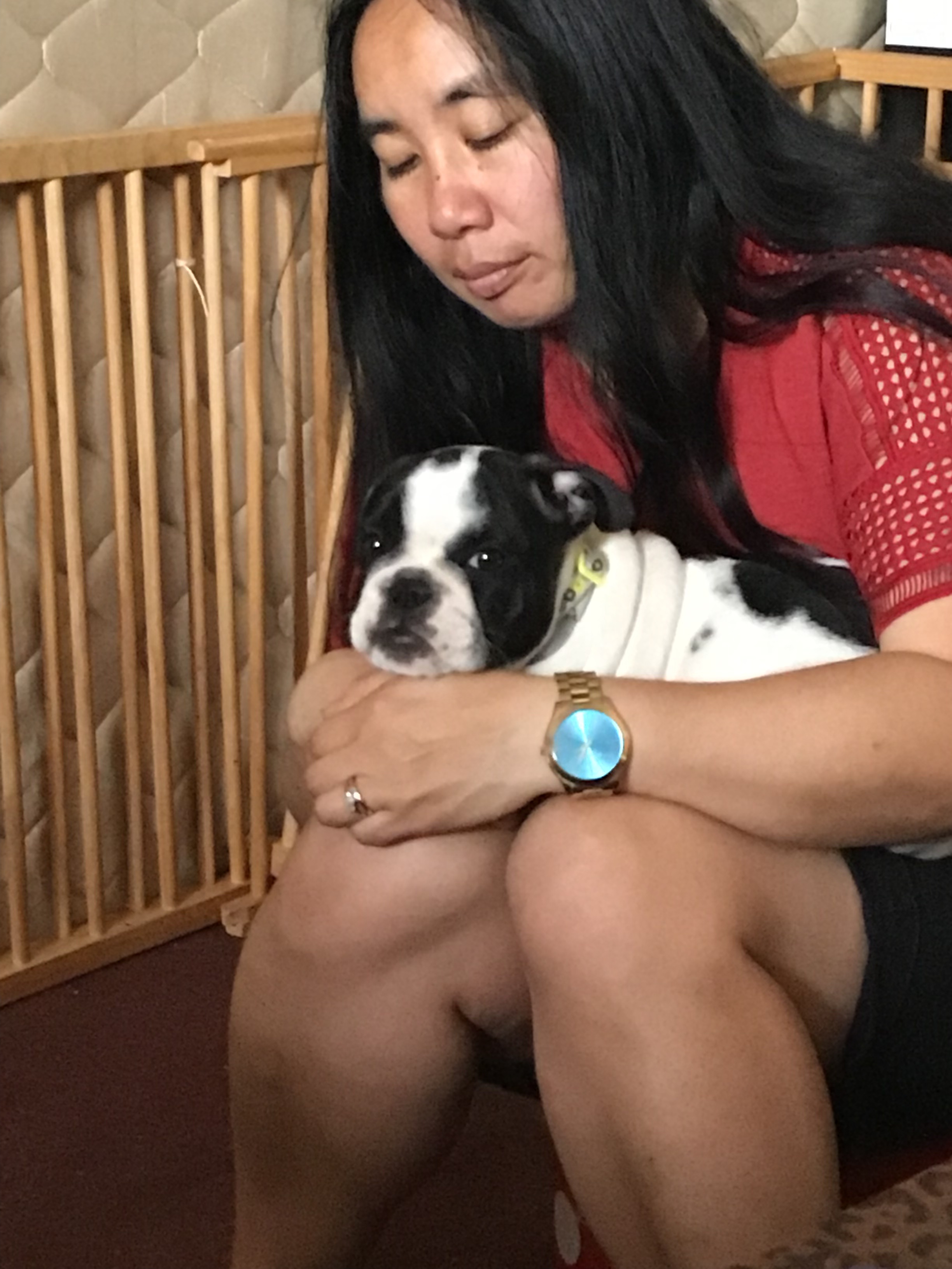 A PUPPY CALLED PORSCHA SAYS HELLO 2019 28 Collectibulldogs presents porscha the puppy