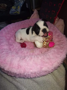 Family pets a brilliant new website for all 2022 8 Family pets