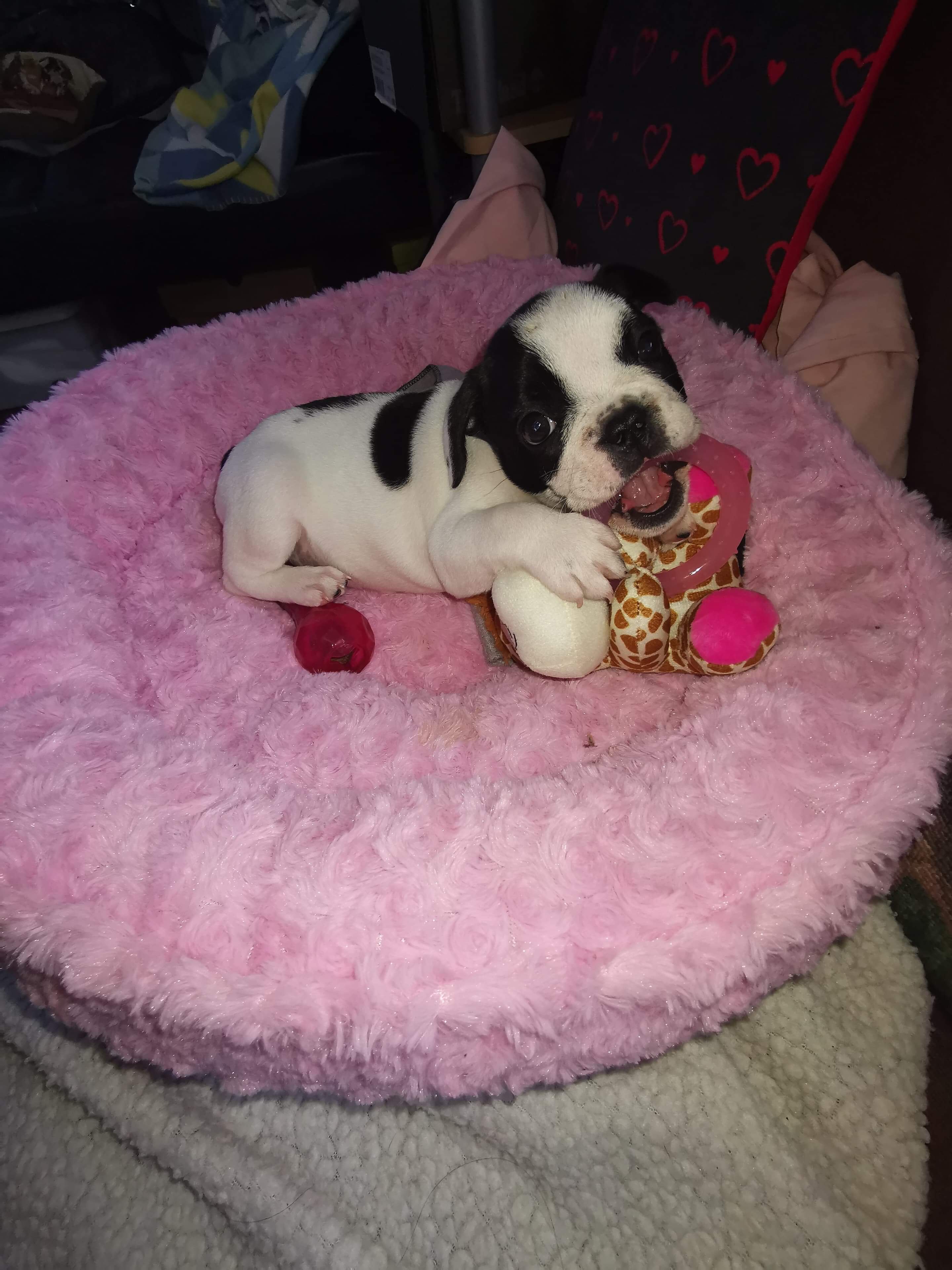 Collectibulldogs presents porscha the puppy