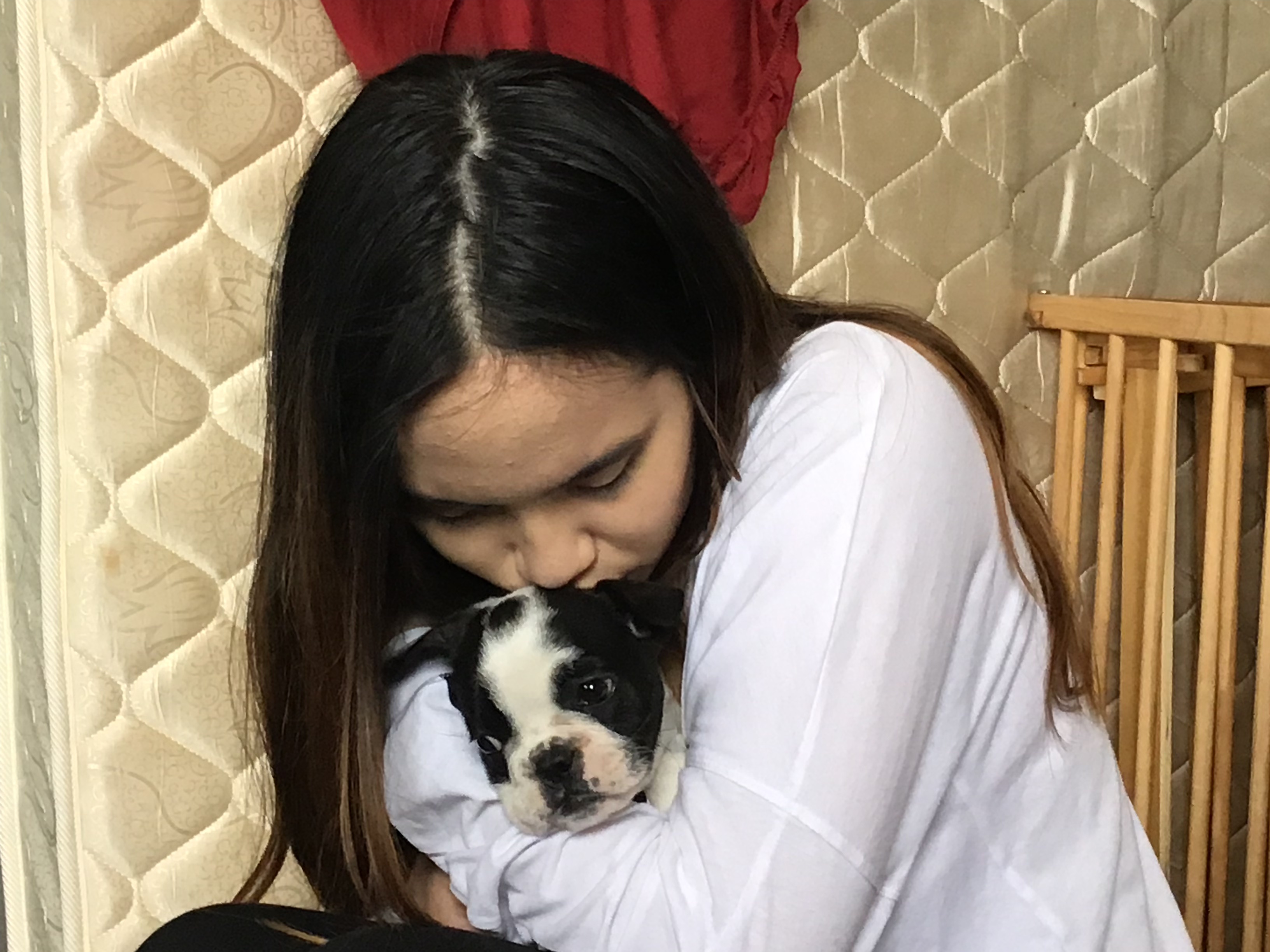 A PUPPY CALLED PORSCHA SAYS HELLO 2019 27 Collectibulldogs presents porscha the puppy