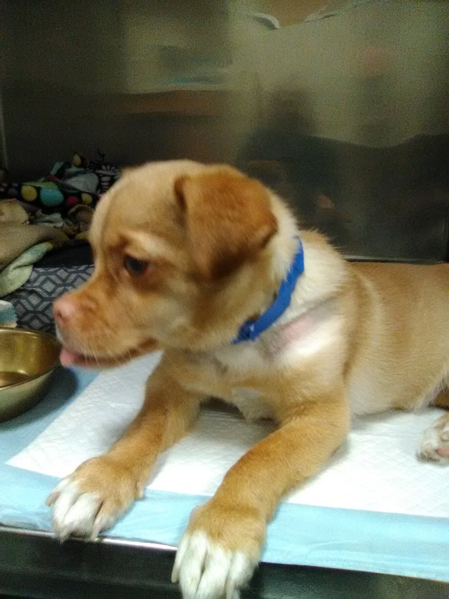 Animal shelter worker ! Could you do it ? 2022 7 Animal shelter worker ! Could you do it ?