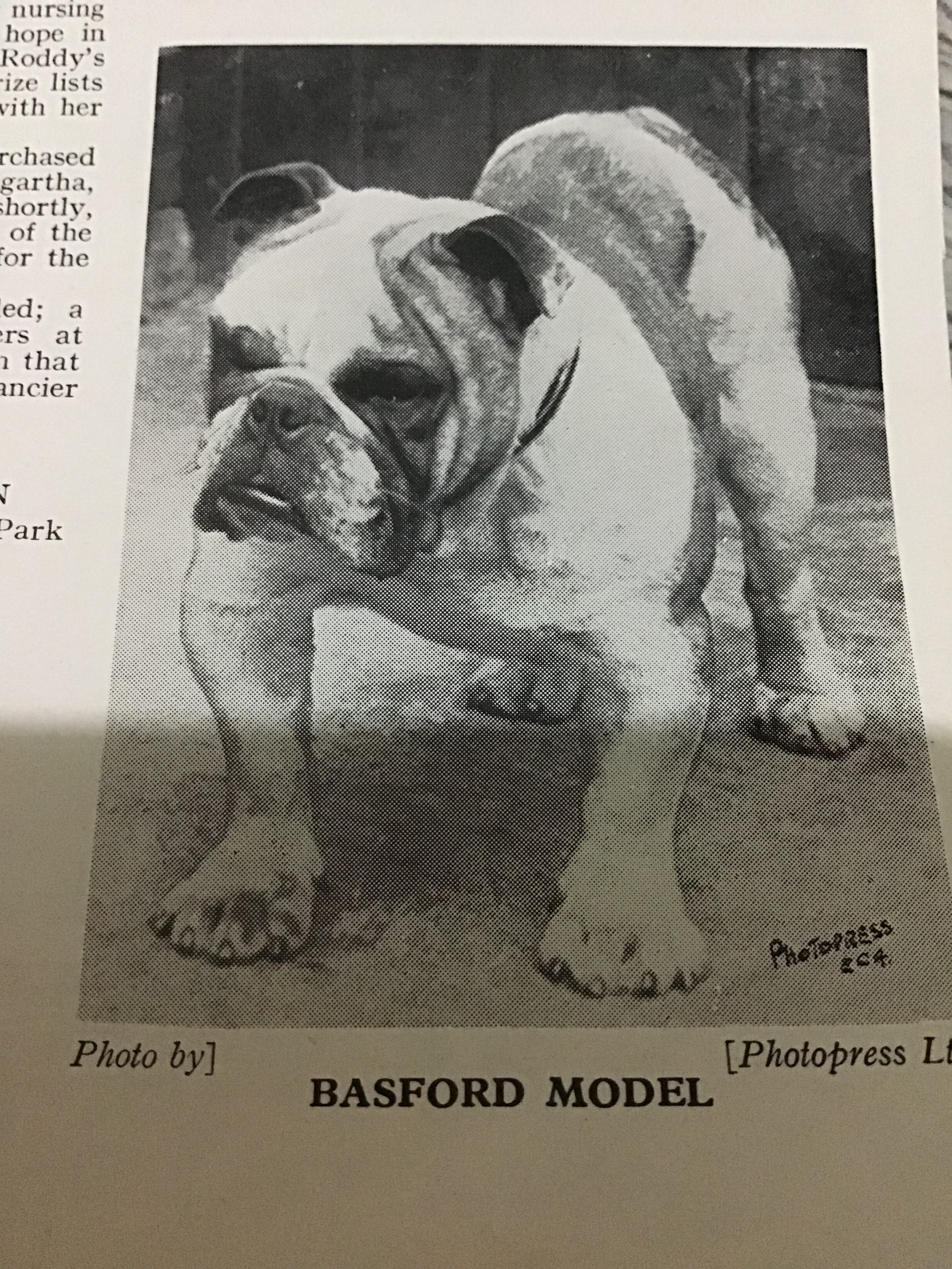 BASFORD BULLDOG CHAMPIONS WHAT A WINNER 2022 16 Basford Bulldog champions