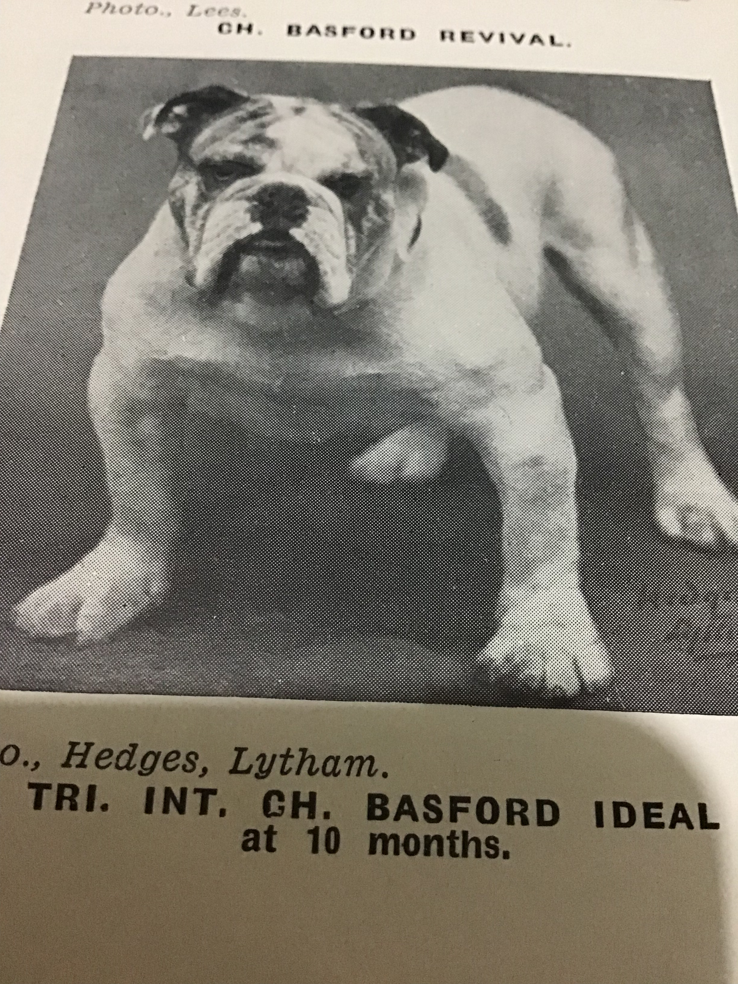 Basford Bulldog champions