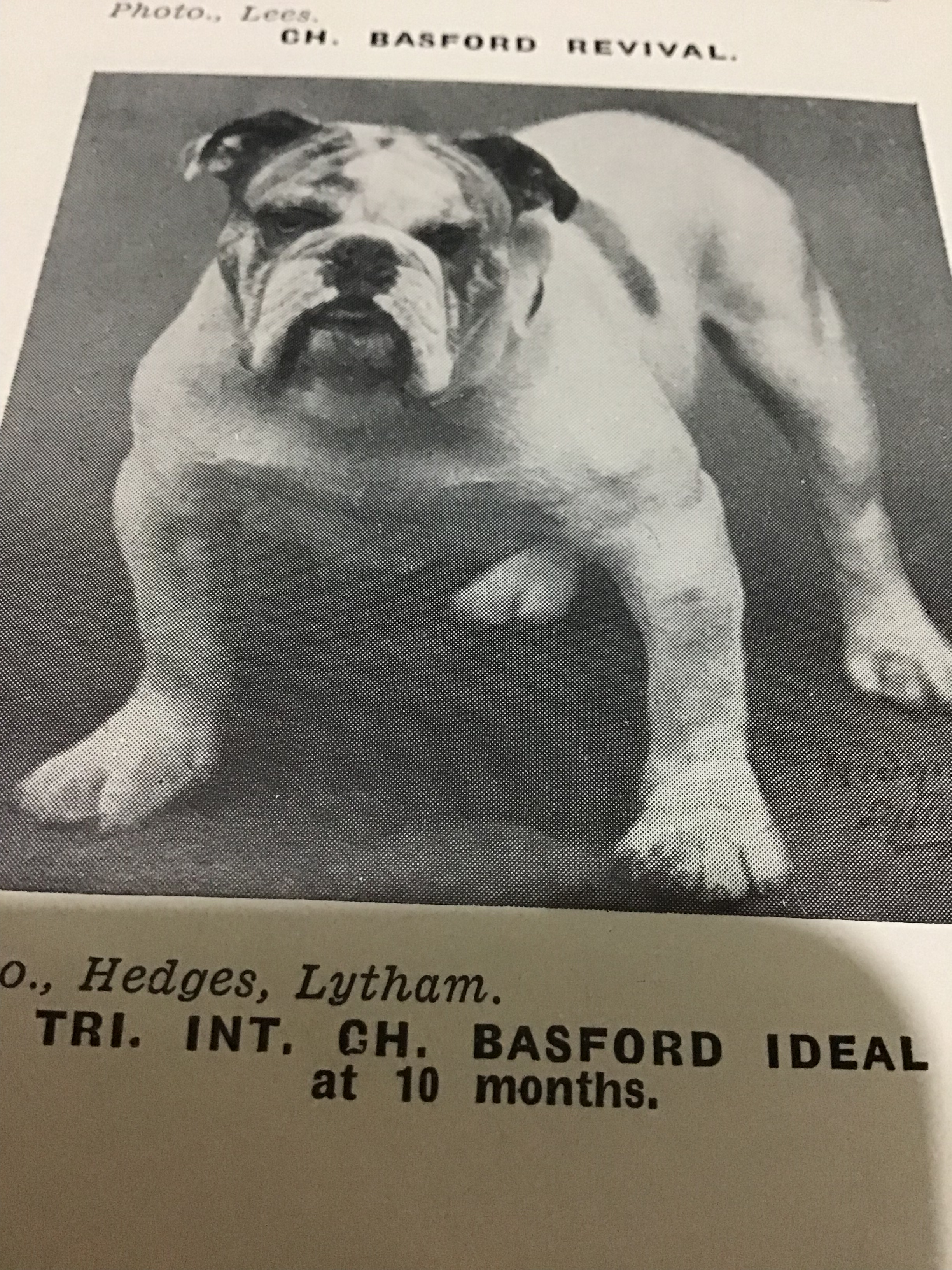 Basford Bulldog champions Basford Bulldog champions