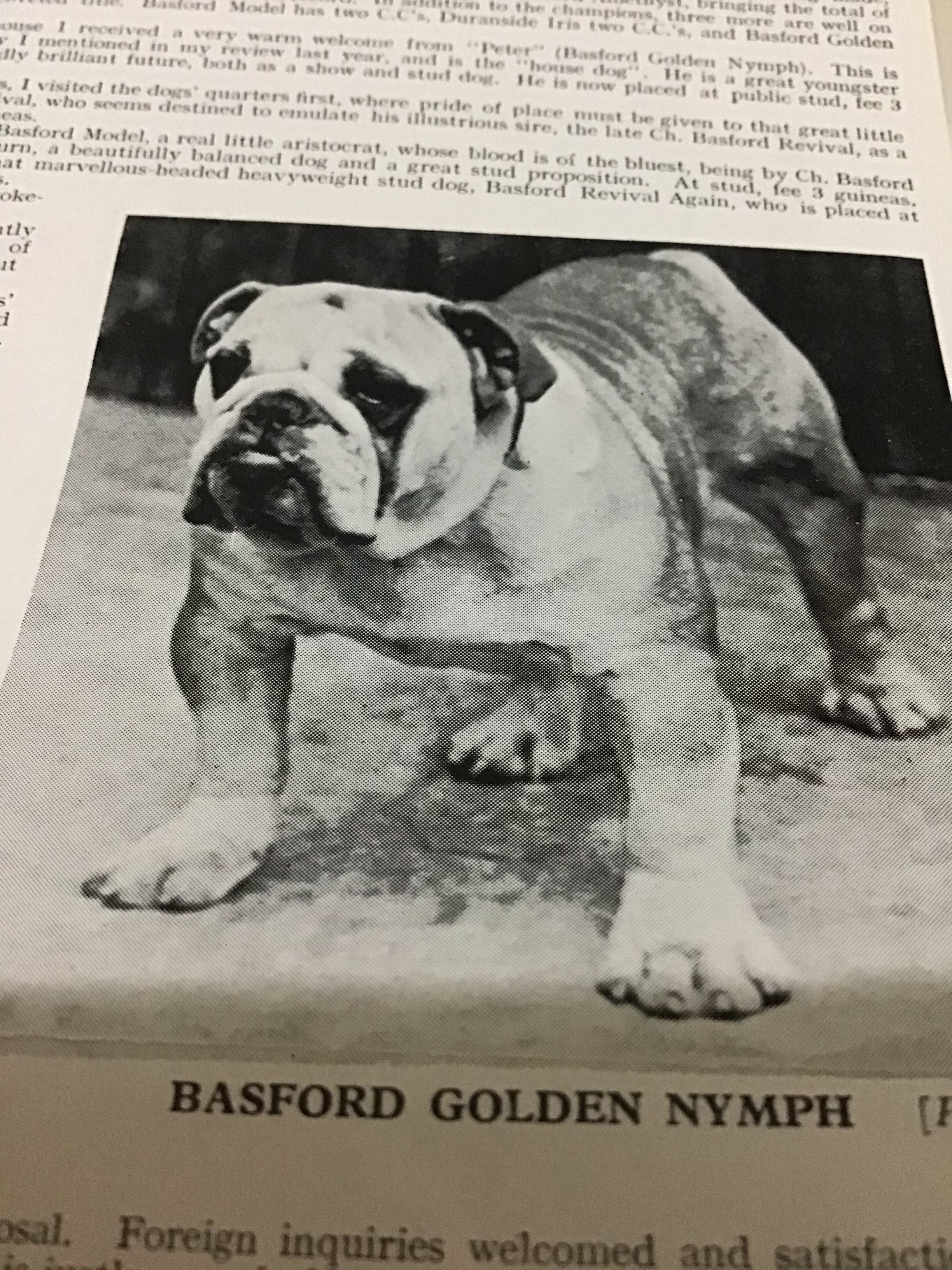BASFORD BULLDOG CHAMPIONS WHAT A WINNER 2022 15 Basford Bulldog champions