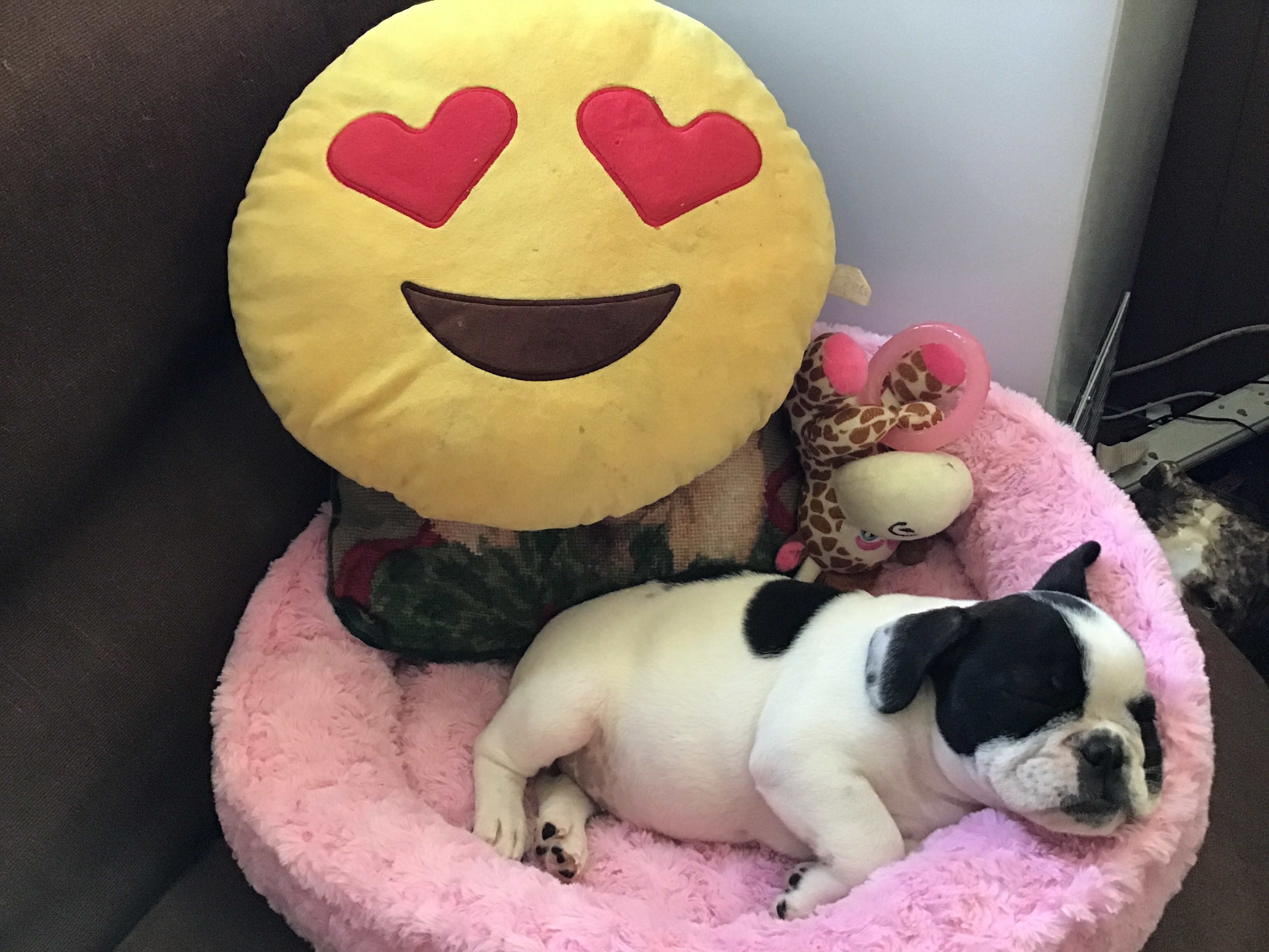 Collectibulldogs.com Collectibulldogs.com